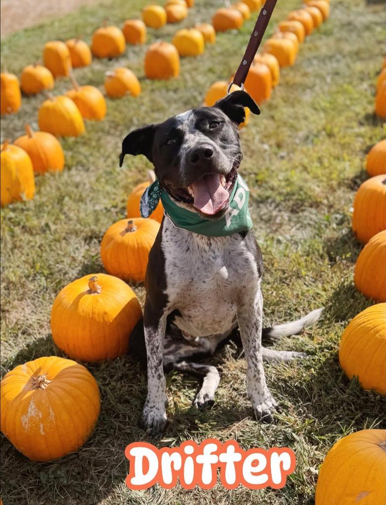 Drifter, a Adoptable mixed breed in Effingham, IL image 4/6