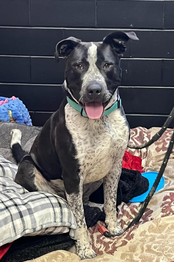 Enlarge Drifter, a Adoptable mixed breed in Effingham, IL image 4/6