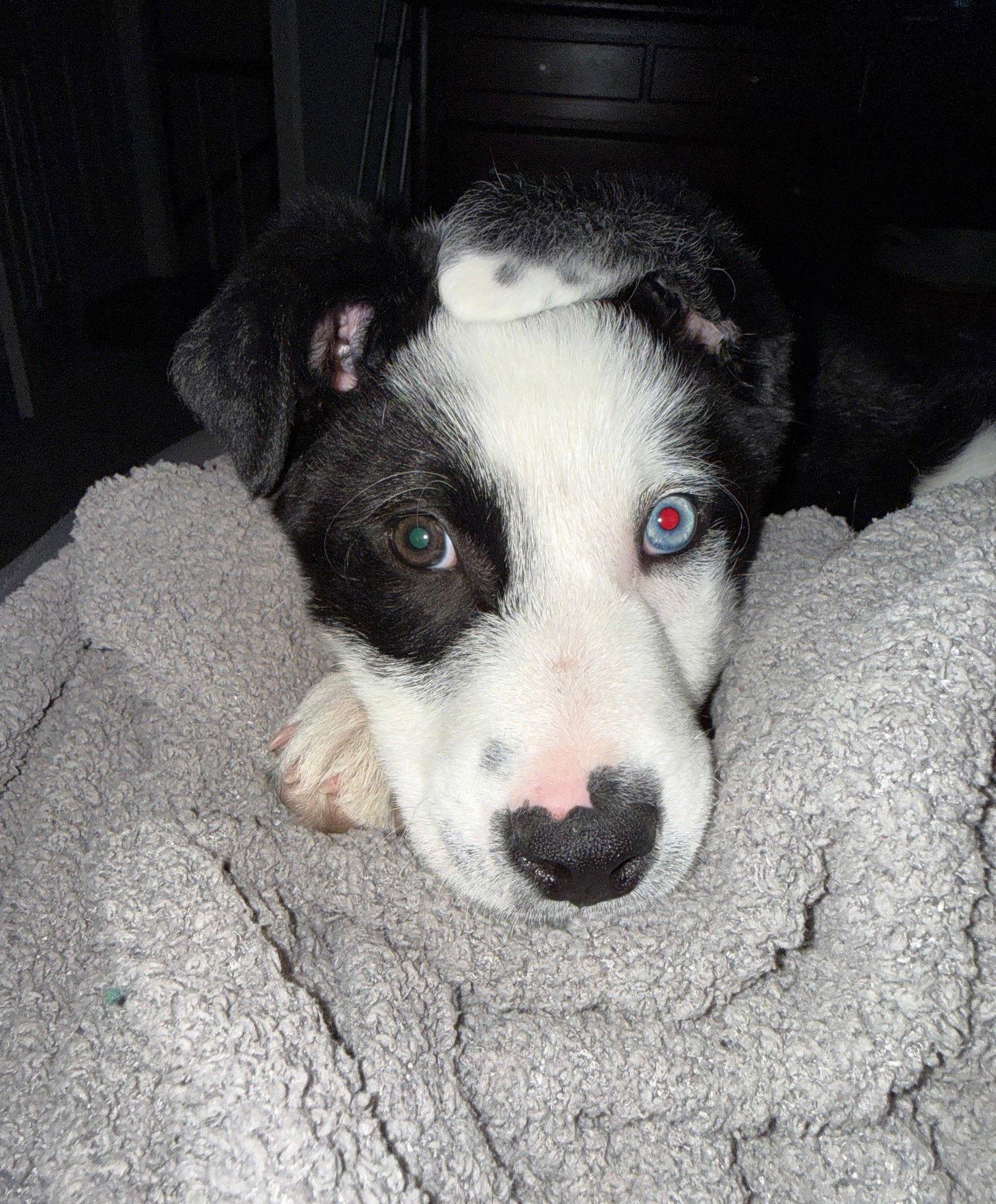 Mac, a Adopted mixed breed in Wheaton, IL image 1/3