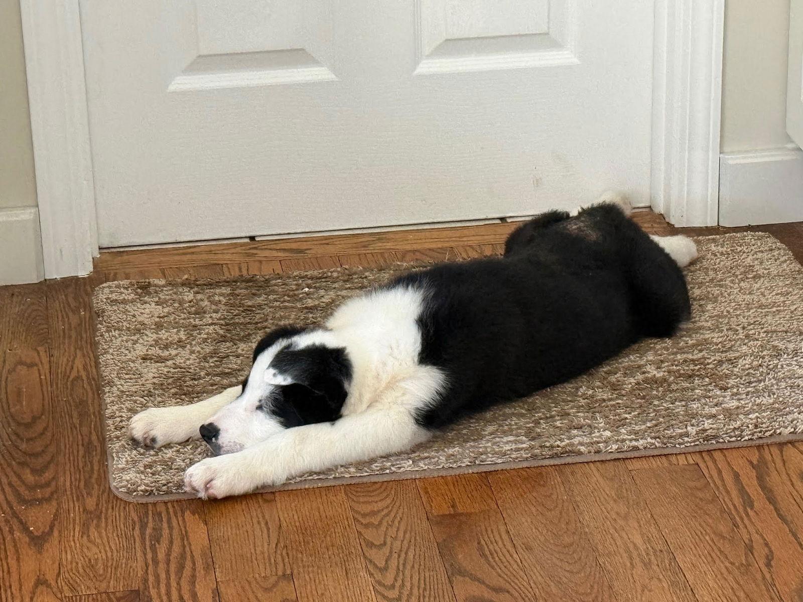 Mac, a Adopted mixed breed in Wheaton, IL image 2/3