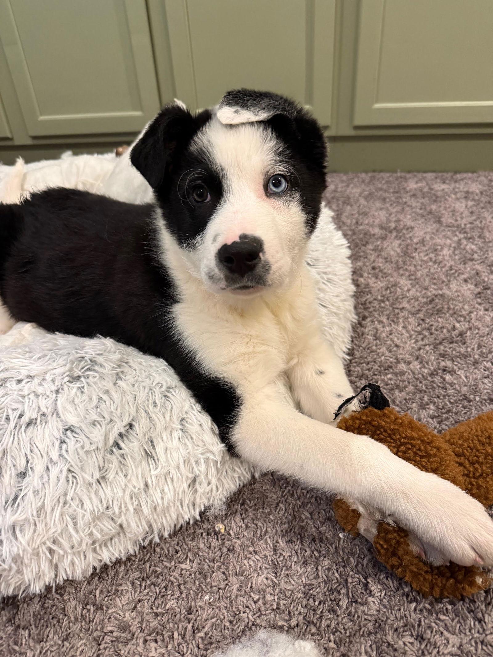 Mac, a Adopted mixed breed in Wheaton, IL image 3/3