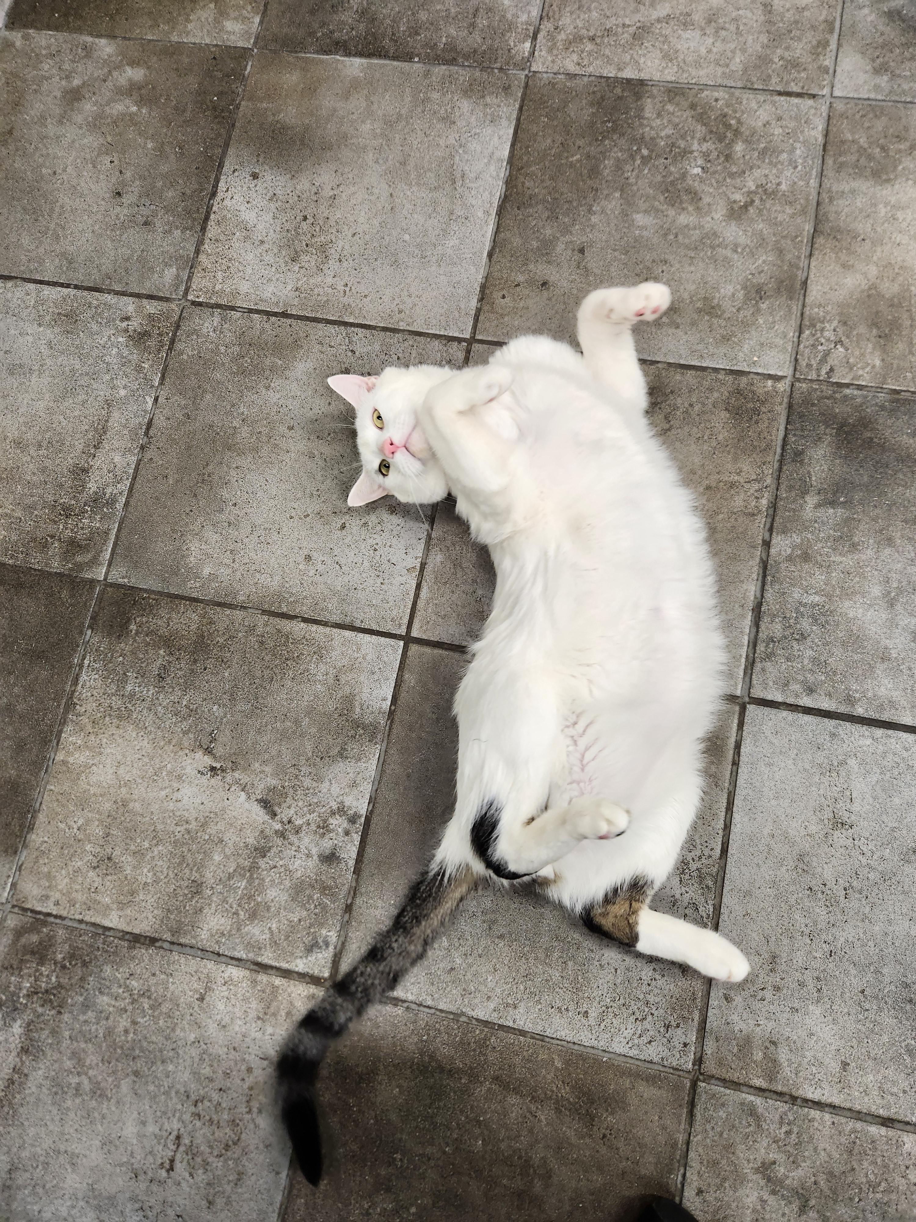 Enlarge Willy, a Adoptable Domestic Short Hair in Sewaren, NJ image 2/4