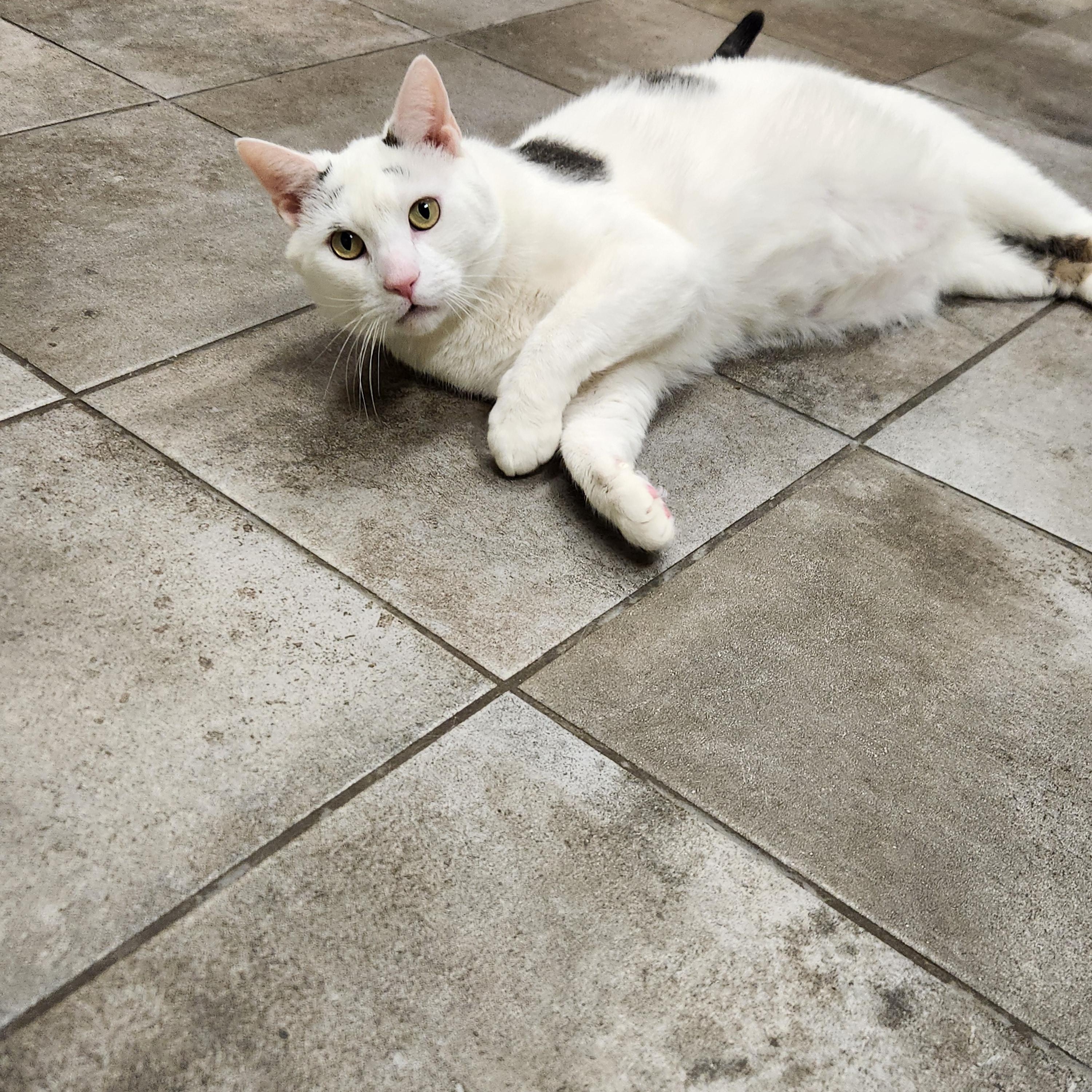 Enlarge Willy, a Adoptable Domestic Short Hair in Sewaren, NJ image 4/4