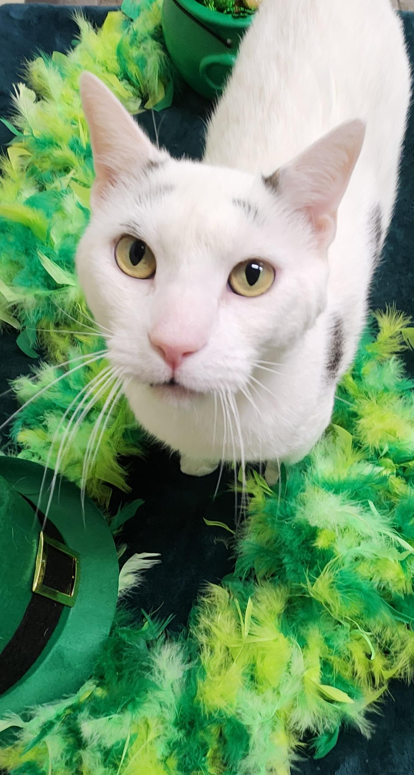 Enlarge Willy, a Adoptable Domestic Short Hair in Sewaren, NJ image 1/4