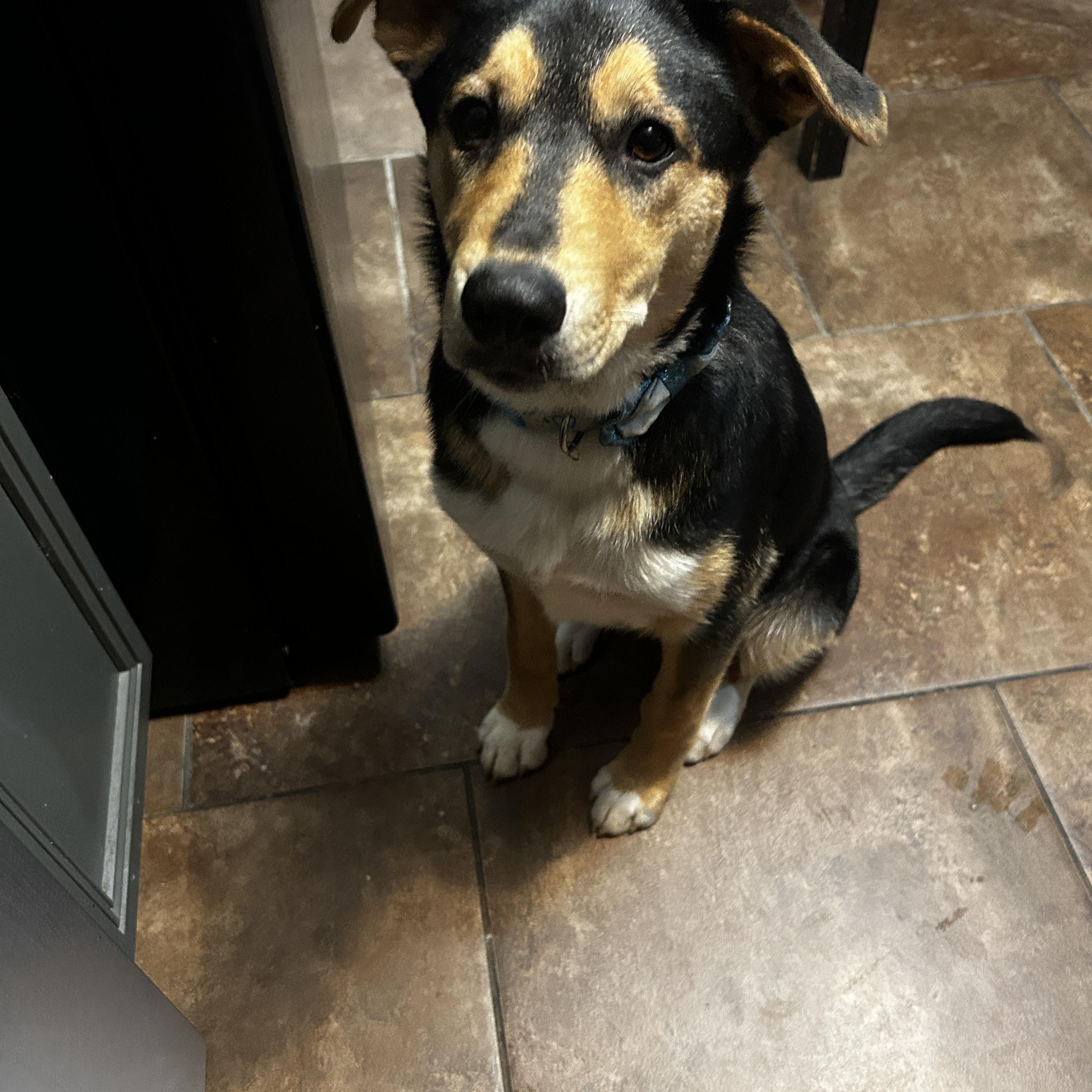 Luna 2, an adopted mixed breed in Cincinnati, OH image 3/5