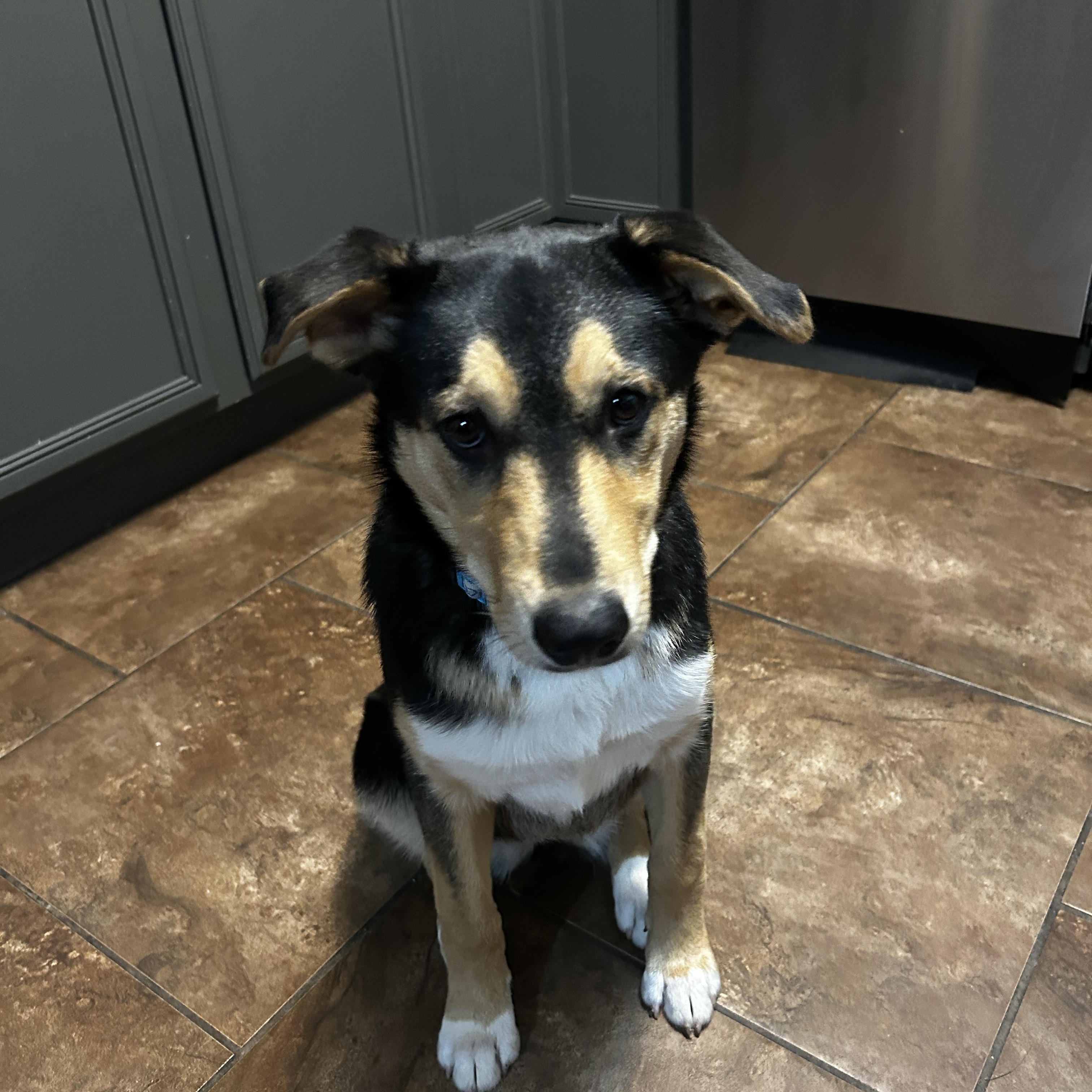 Luna 2, an adopted mixed breed in Cincinnati, OH image 5/5