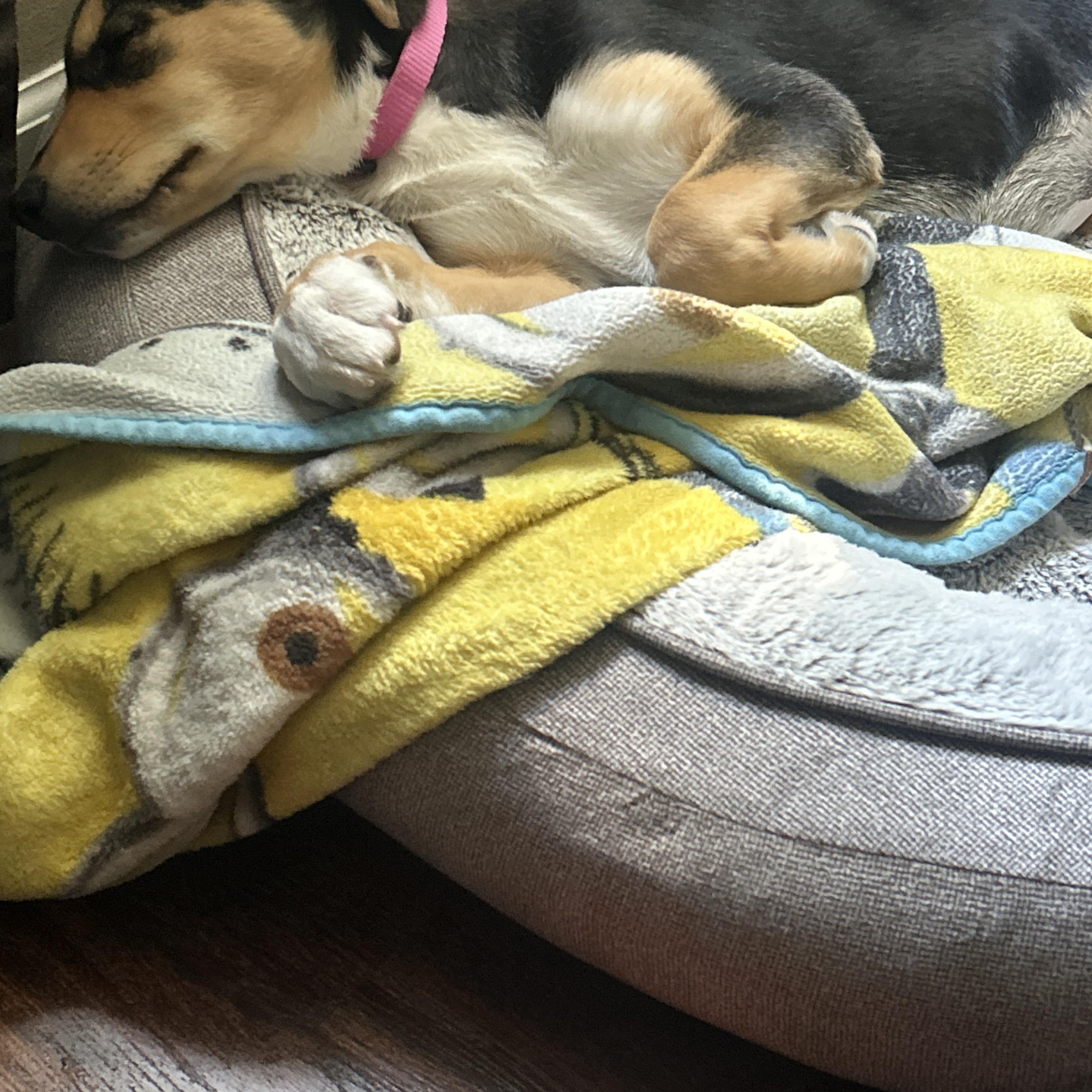 Luna 2, an adopted mixed breed in Cincinnati, OH image 2/5
