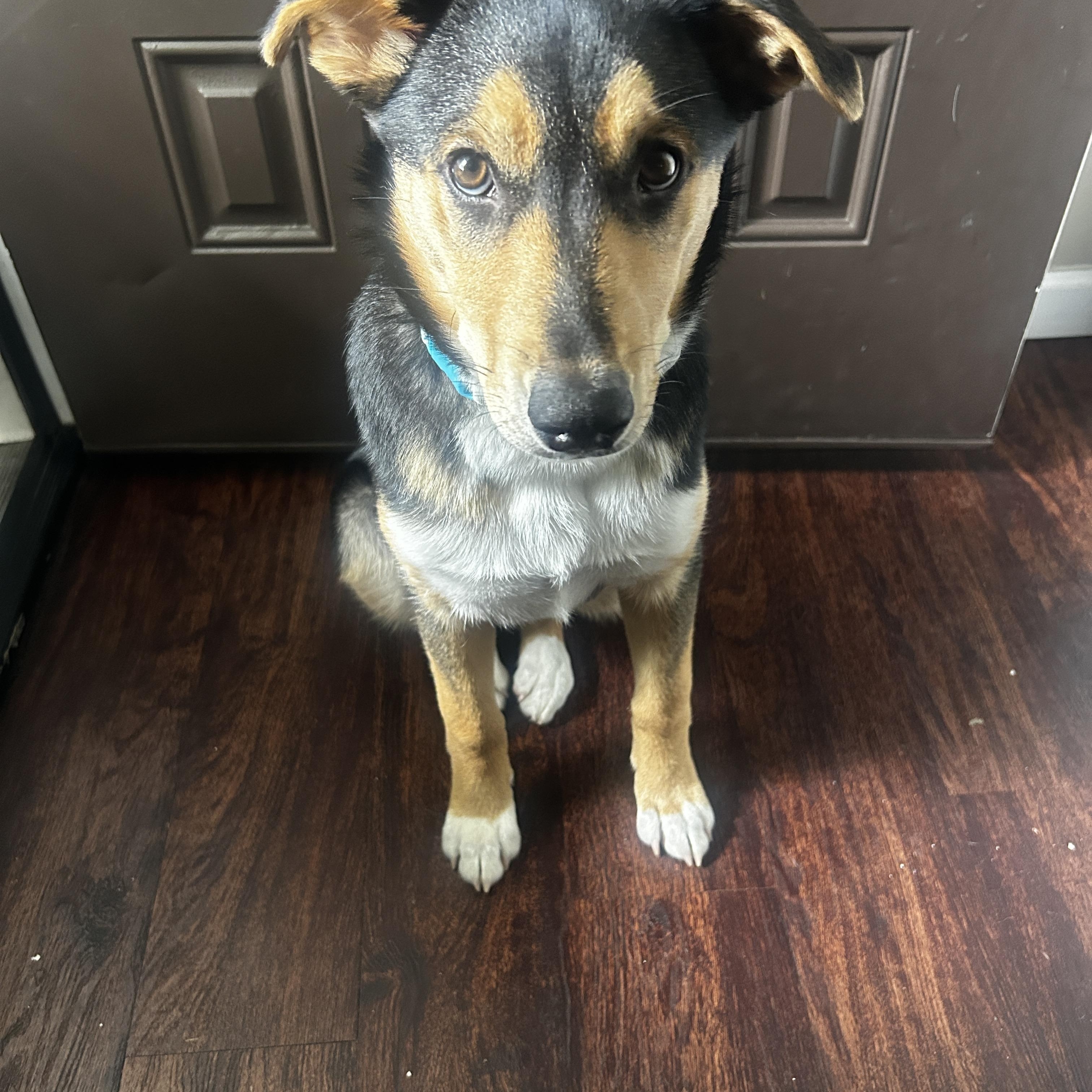 Luna 2, adopted, Puppy Female Husky & Treeing Walker Coonhound.