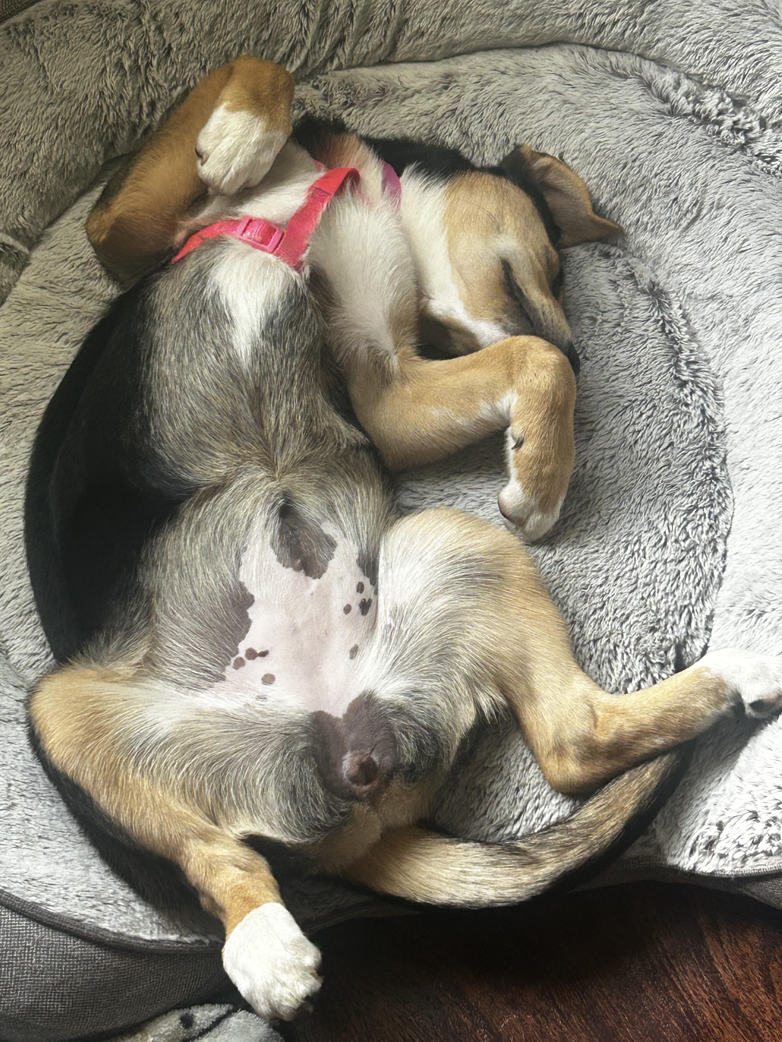 Luna 2, an adopted mixed breed in Cincinnati, OH image 4/5