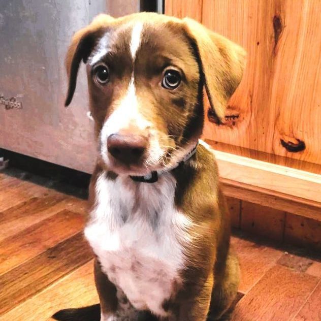 Enlarge Charlie Brown, a Adopted Mixed Breed in Falls Church, VA image 1/10