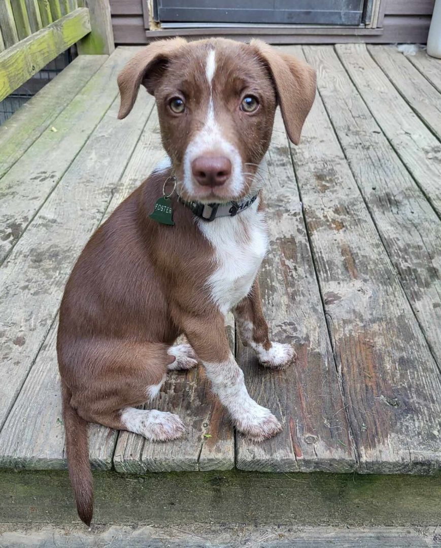 Enlarge Charlie Brown, a Adopted Mixed Breed in Falls Church, VA image 2/10