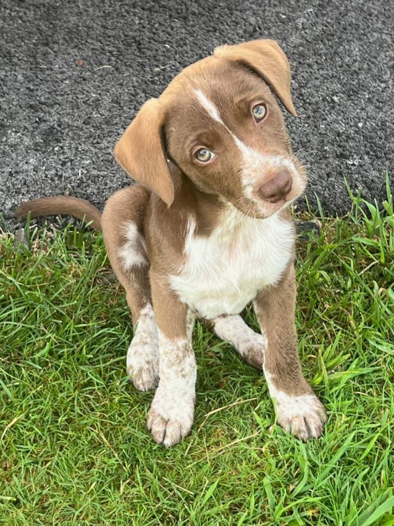 Enlarge Charlie Brown, a Adopted Mixed Breed in Falls Church, VA image 3/10