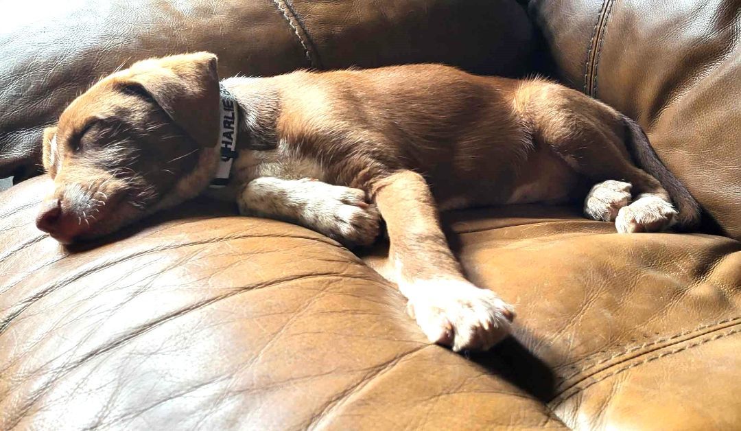 Enlarge Charlie Brown, a Adopted Mixed Breed in Falls Church, VA image 4/10