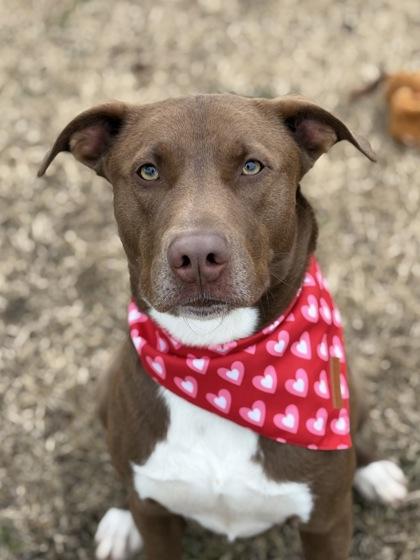 Chevy, Adoptable, Adult Male Pit Bull Terrier & Mixed Breed.