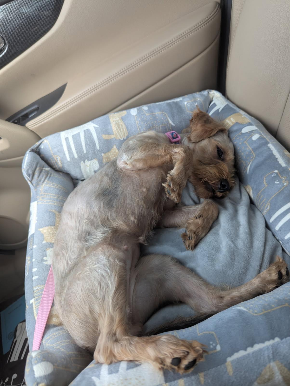 Enlarge Winnie, a Adopted mixed breed in Willowbrook, IL image 3/6