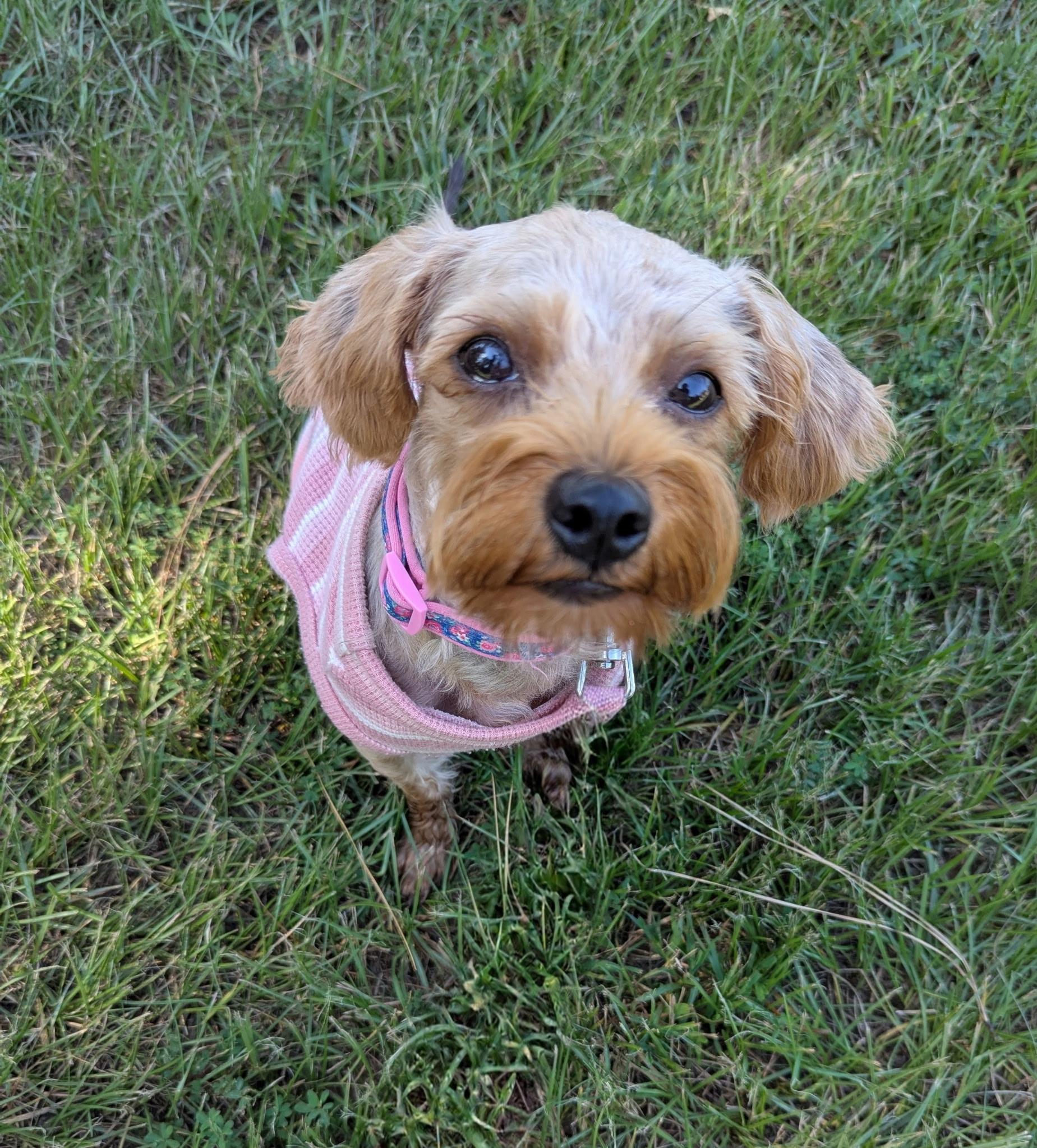 Winnie, Adopted, Adult Female Yorkshire Terrier & Poodle.
