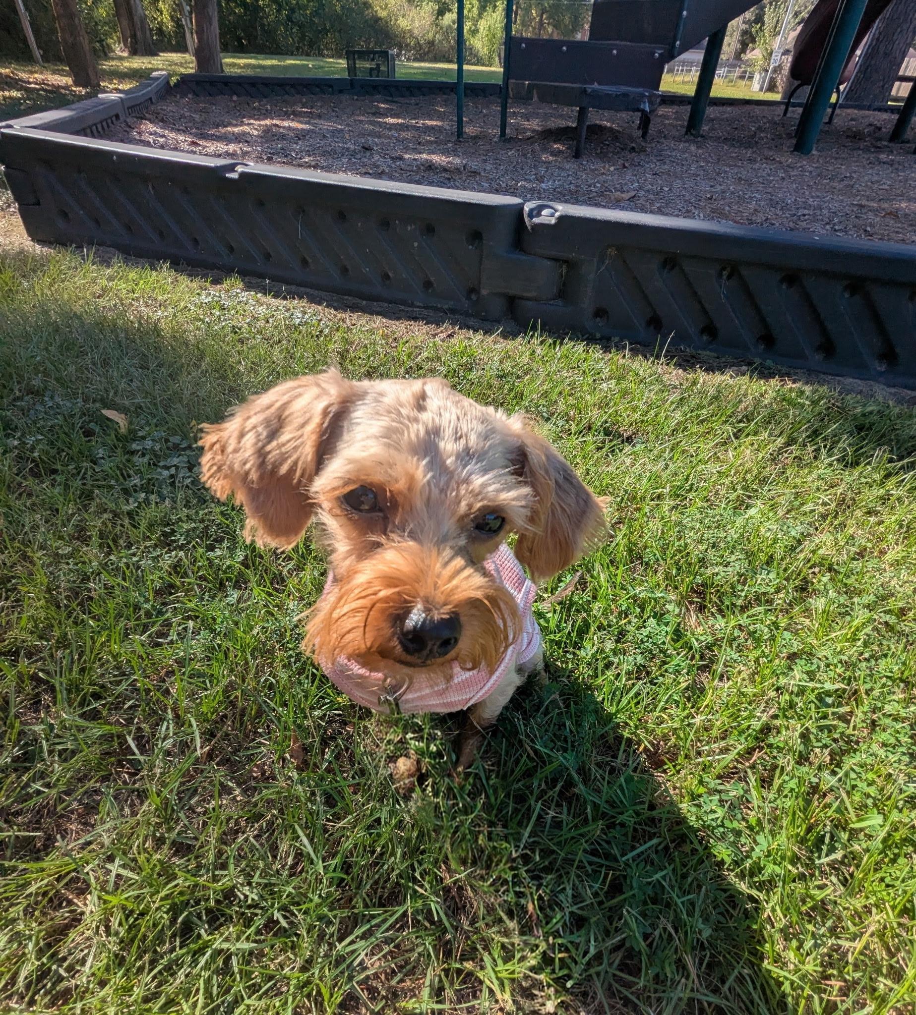Enlarge Winnie, a Adopted mixed breed in Willowbrook, IL image 6/6