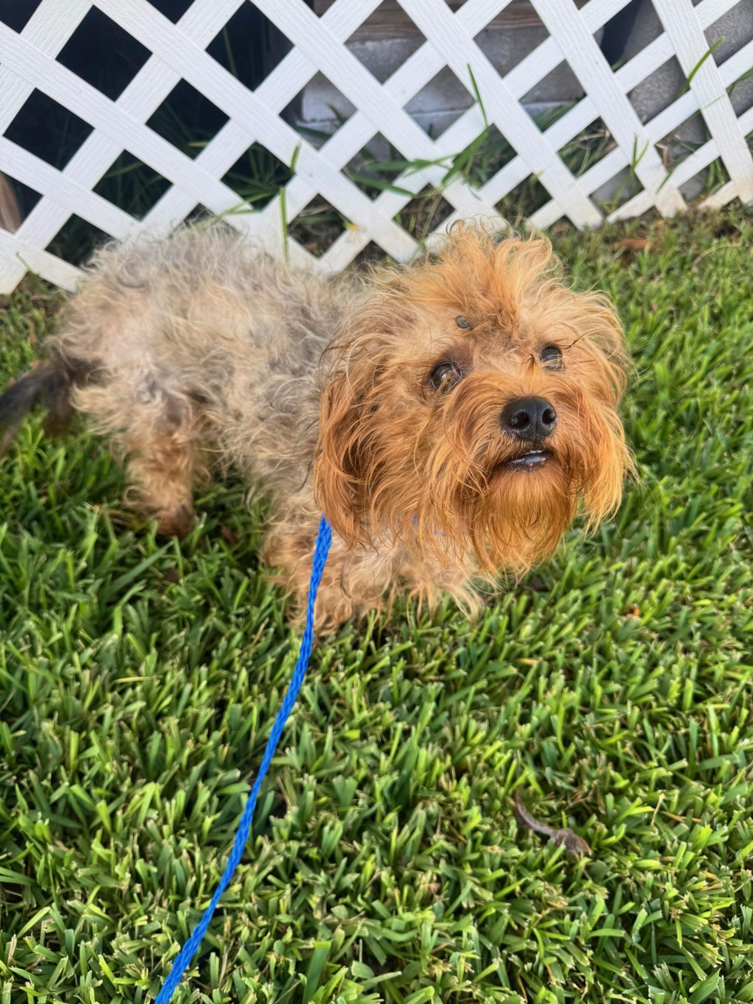 Enlarge Winnie, a Adopted mixed breed in Willowbrook, IL image 2/6