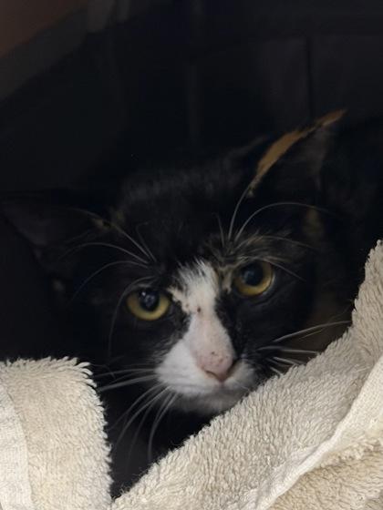 Antarctica, Adoptable, Young Female Domestic Short Hair & Domestic Short Hair.