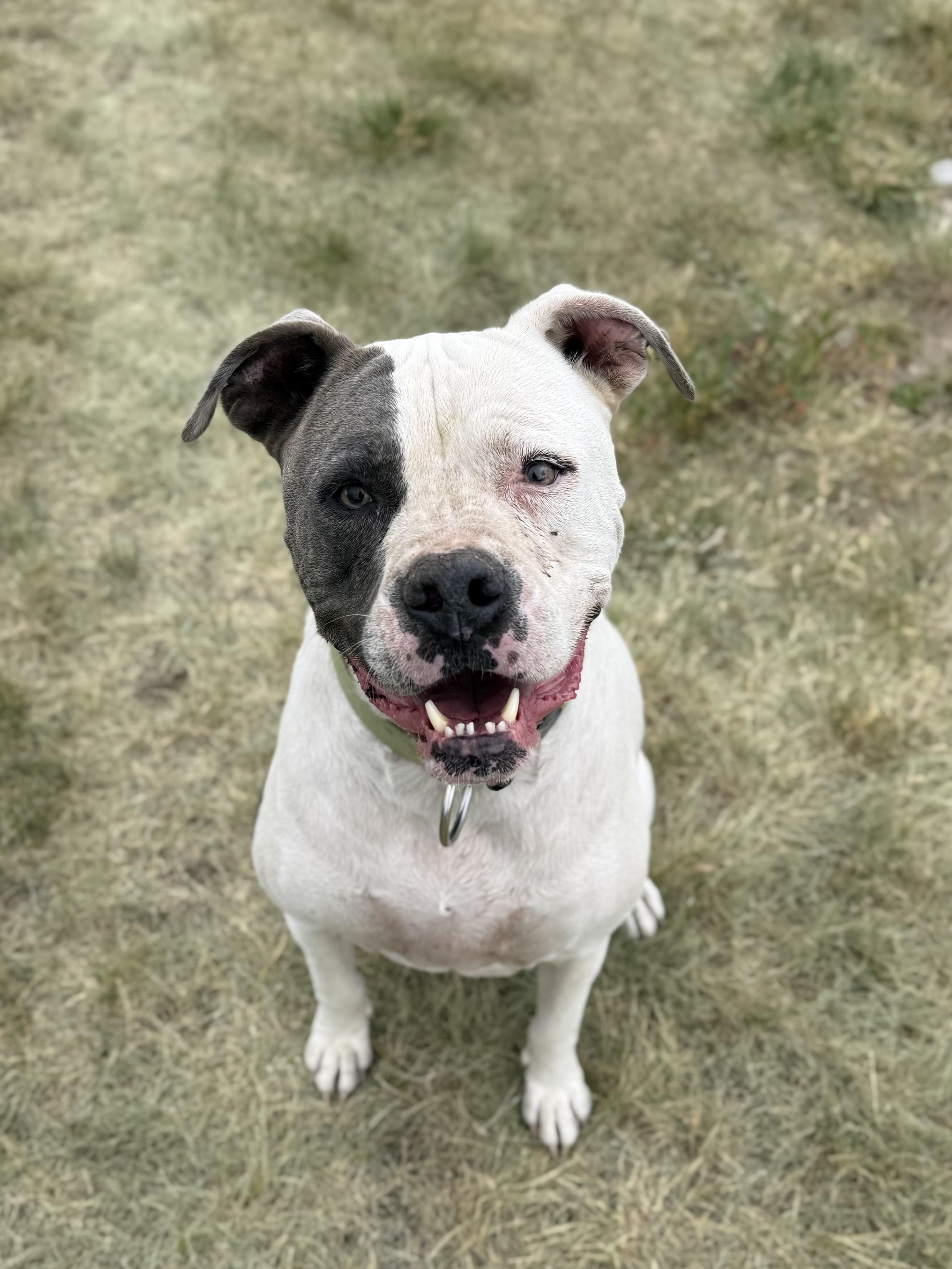 Titan, an adoptable mixed breed in Eagle, CO image 2/6