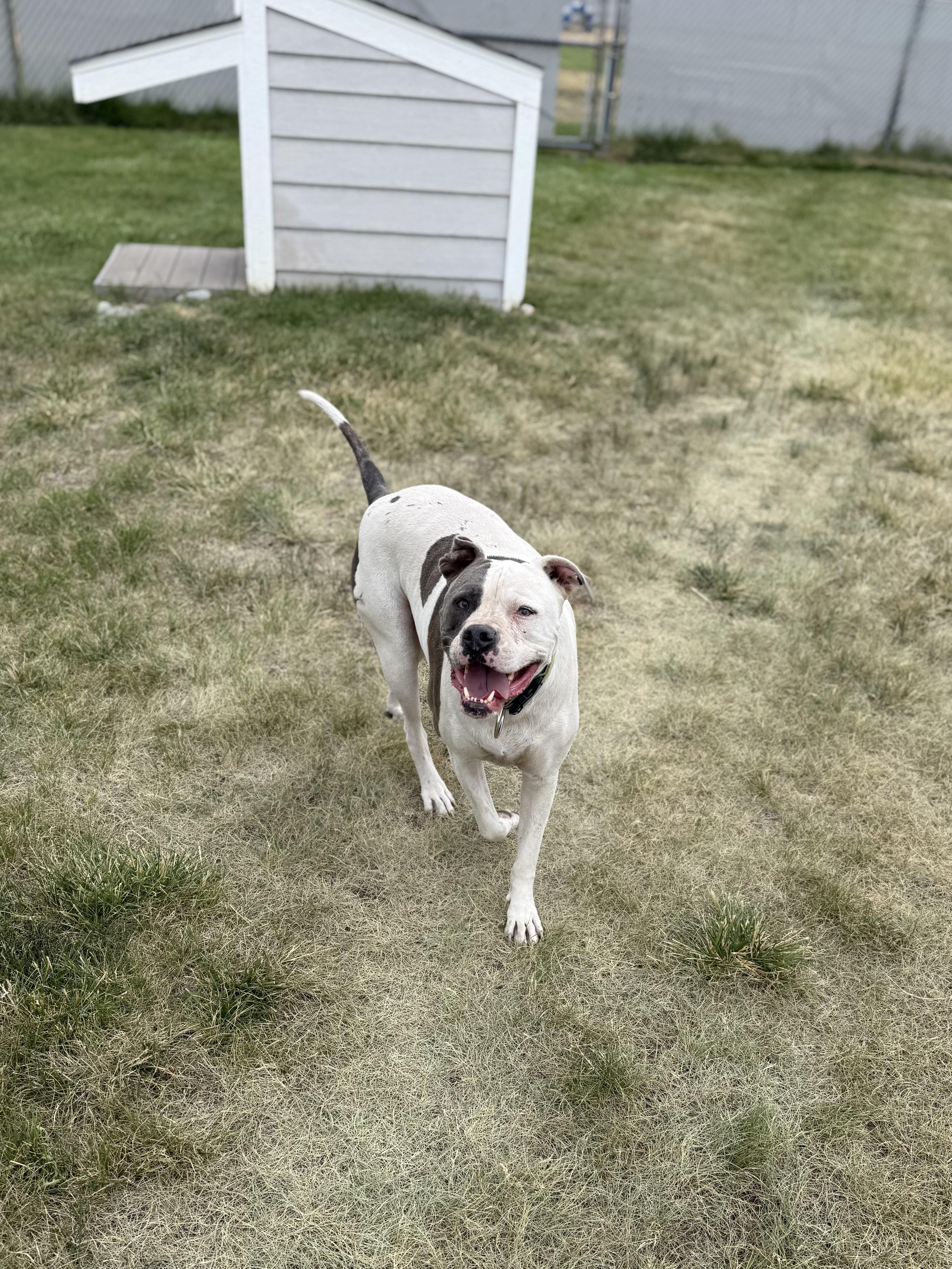 Titan, an adoptable mixed breed in Eagle, CO image 6/6