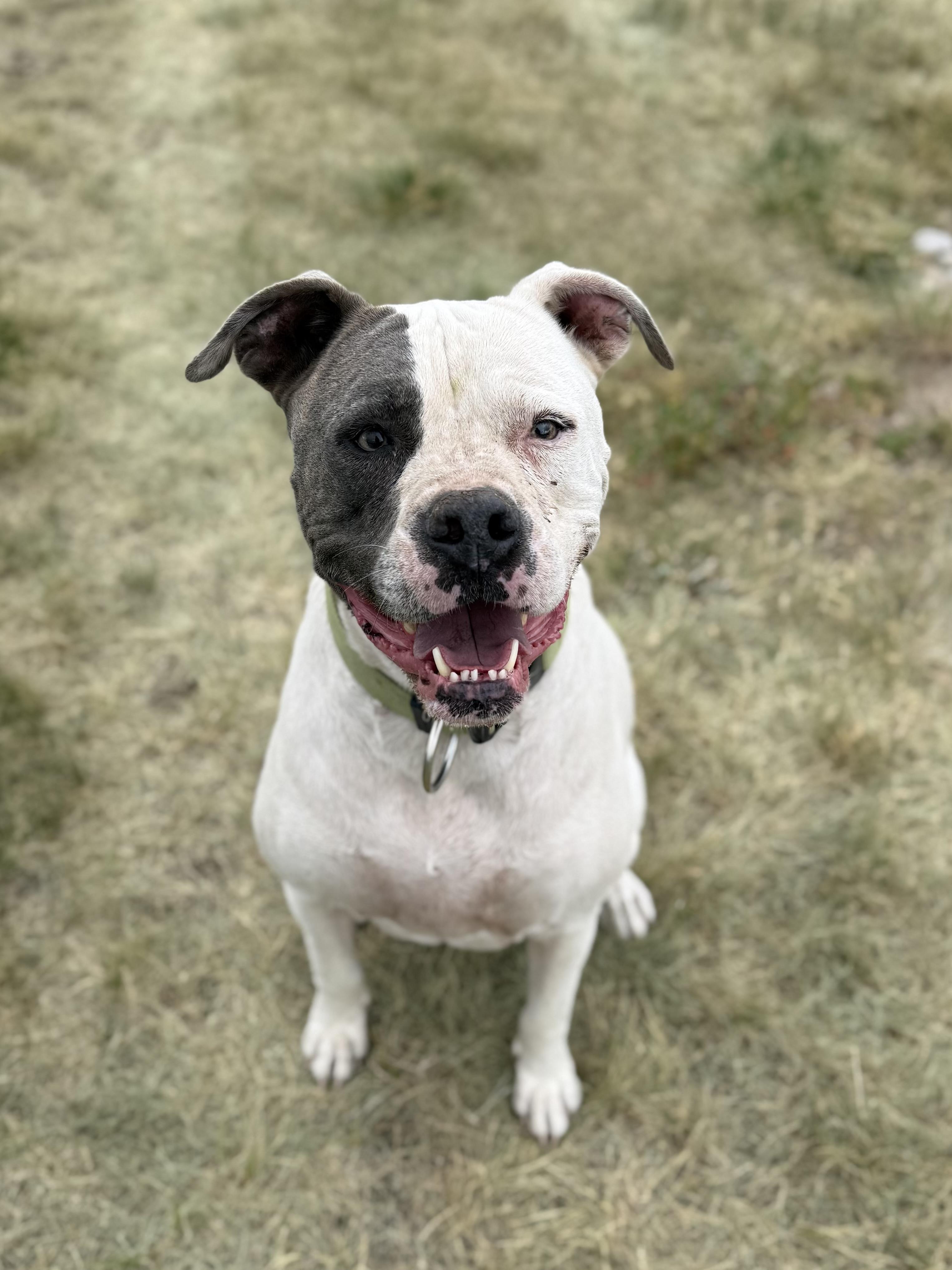 Titan, an adoptable mixed breed in Eagle, CO image 3/6