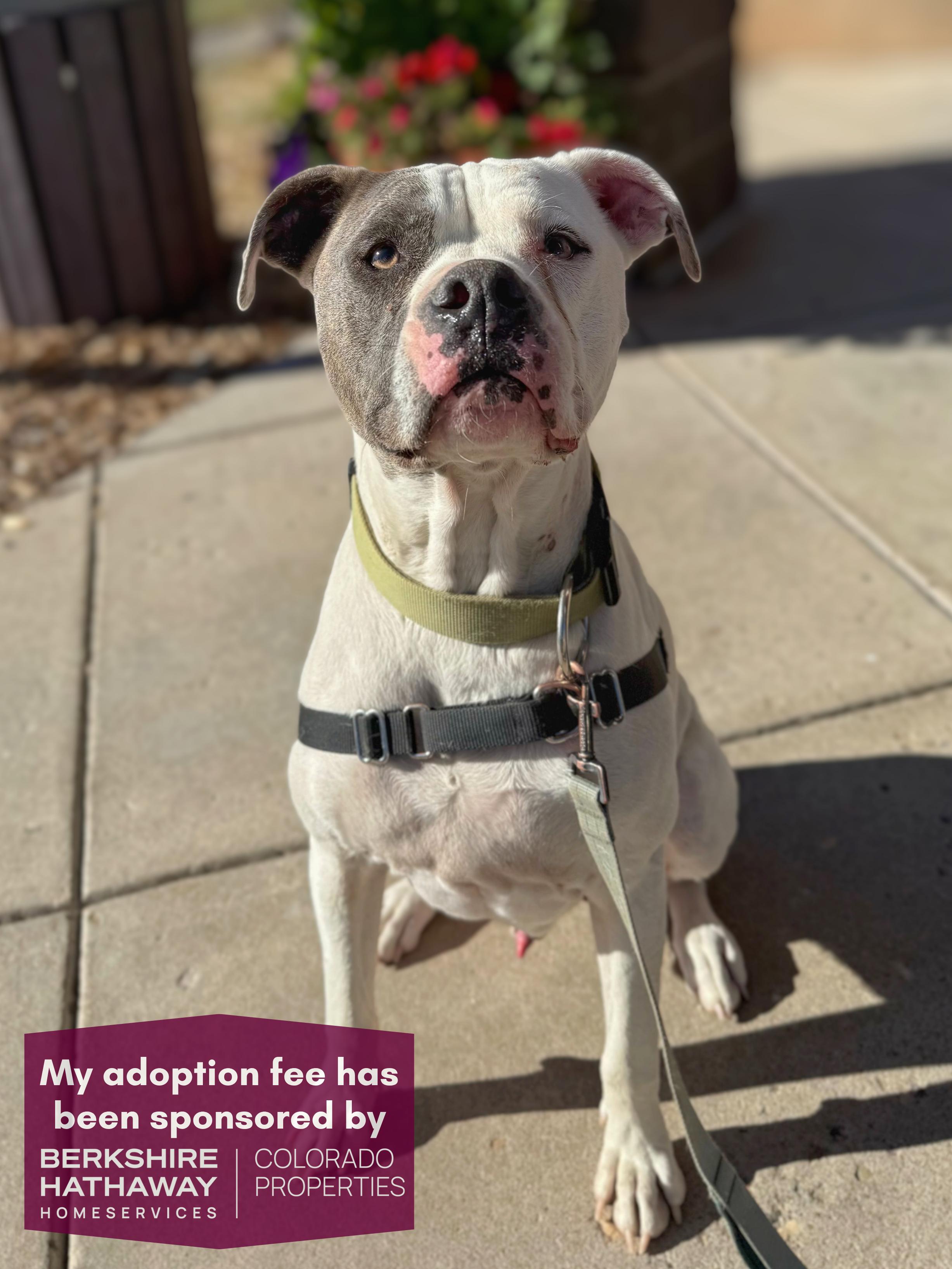 Enlarge Titan, a Adoptable mixed breed in Eagle, CO image 1/6