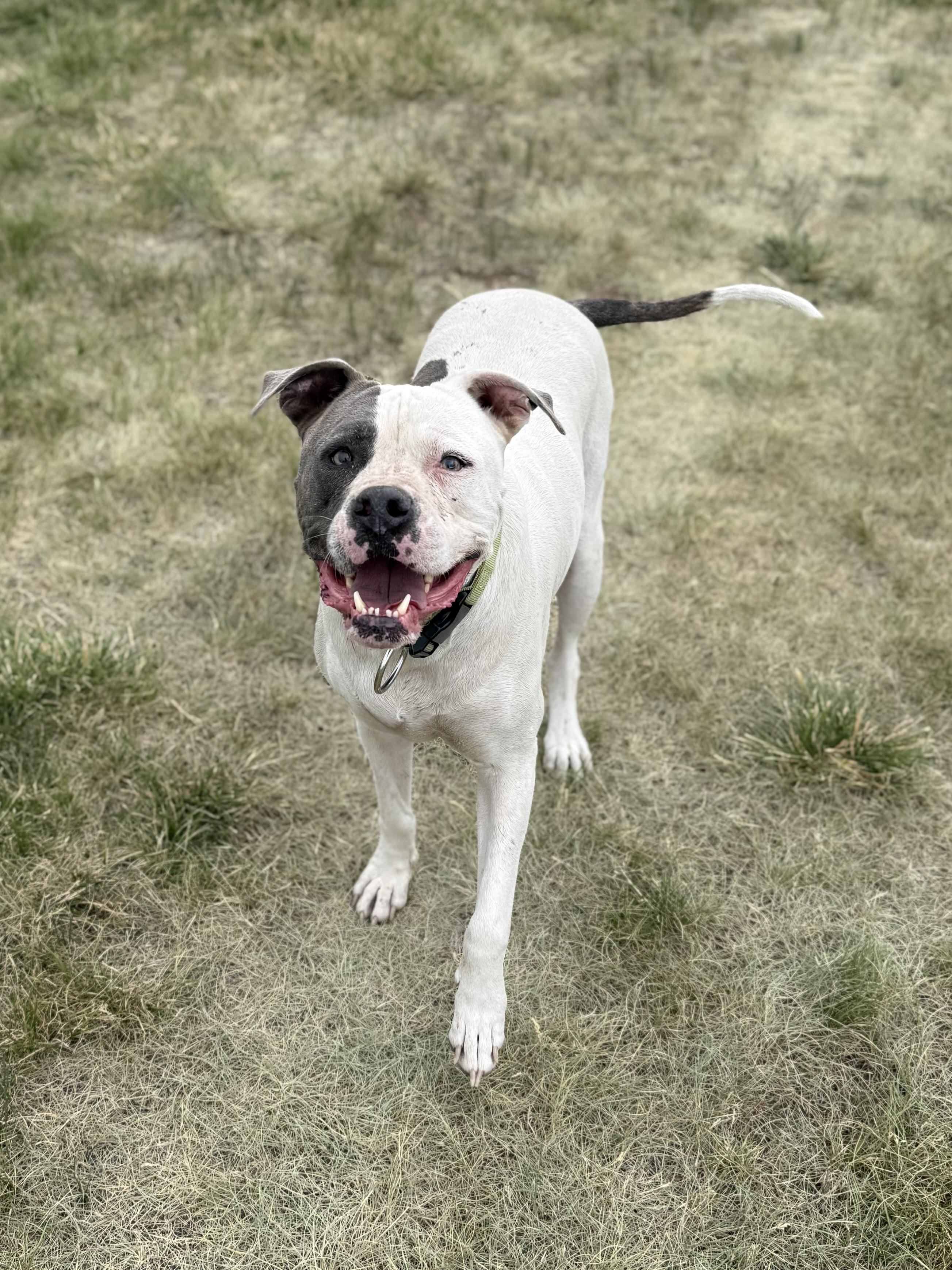 Titan, an adoptable mixed breed in Eagle, CO image 4/6