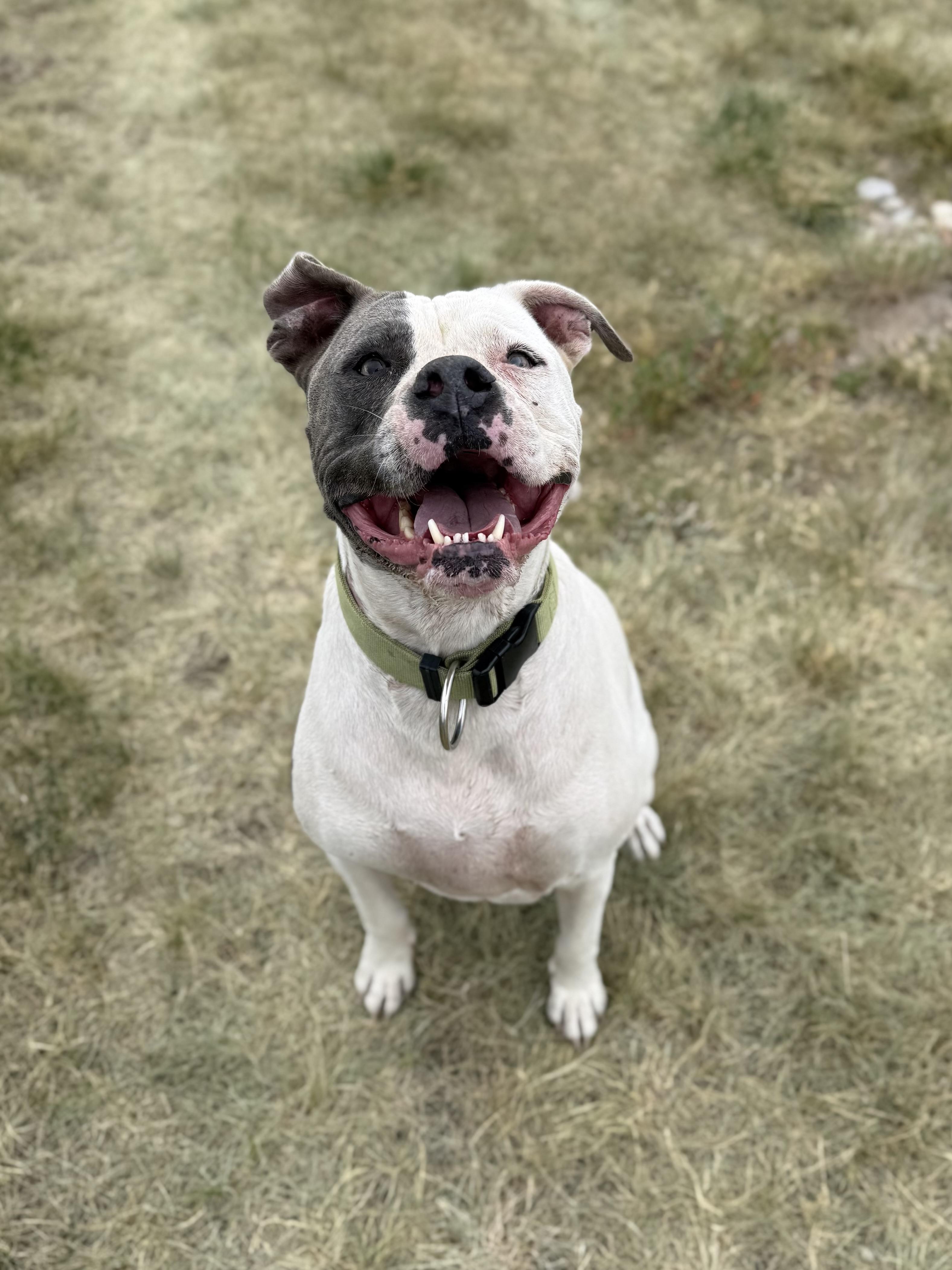 Titan, adoptable, Senior Male Pit Bull Terrier & Mixed Breed.