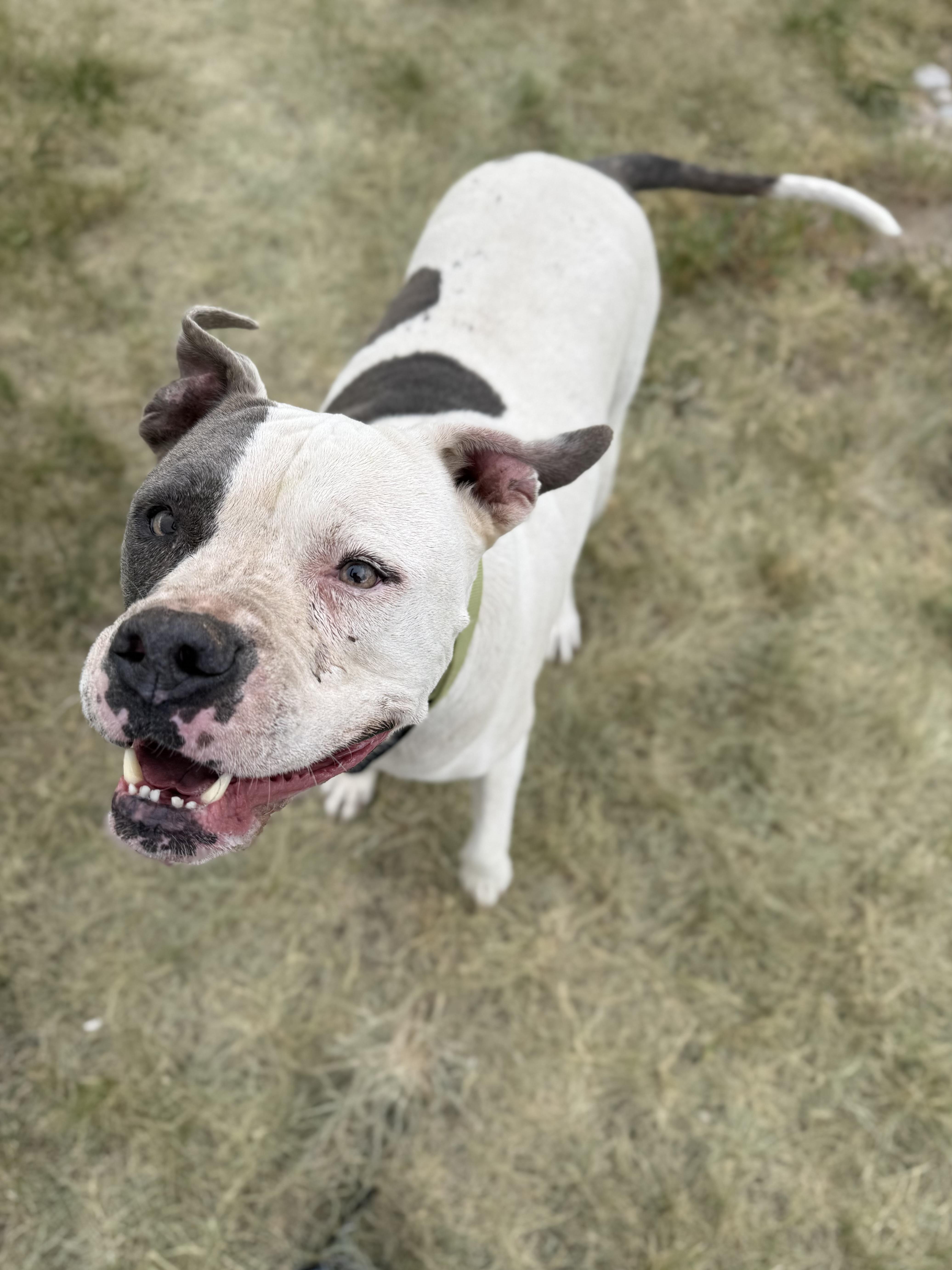 Titan, an adoptable mixed breed in Eagle, CO image 5/6