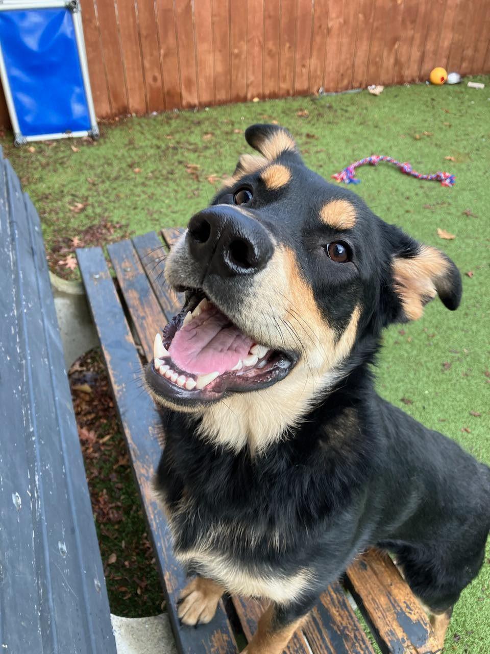 Chewy, adopted, Adult Male Rottweiler & Shepherd.