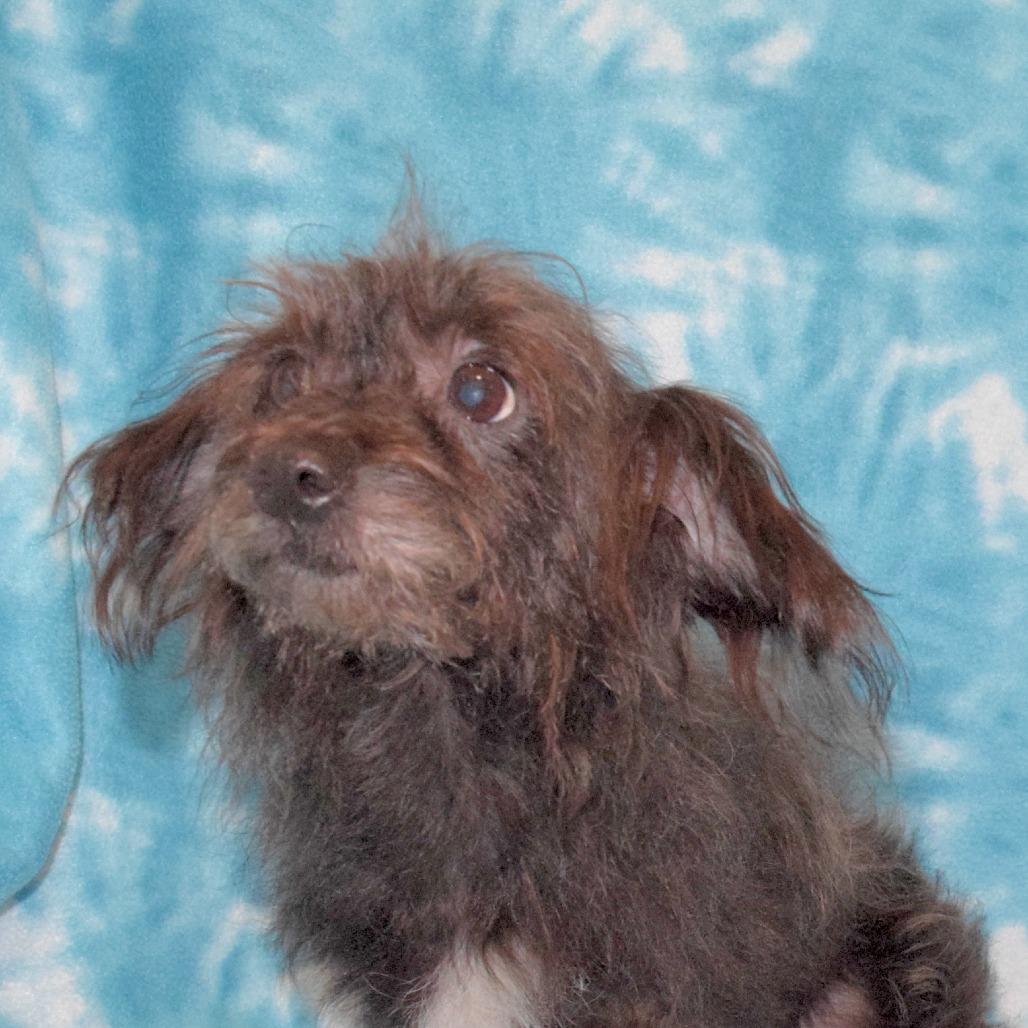 Little Bit Mini, Adoptable, Senior Female Terrier.