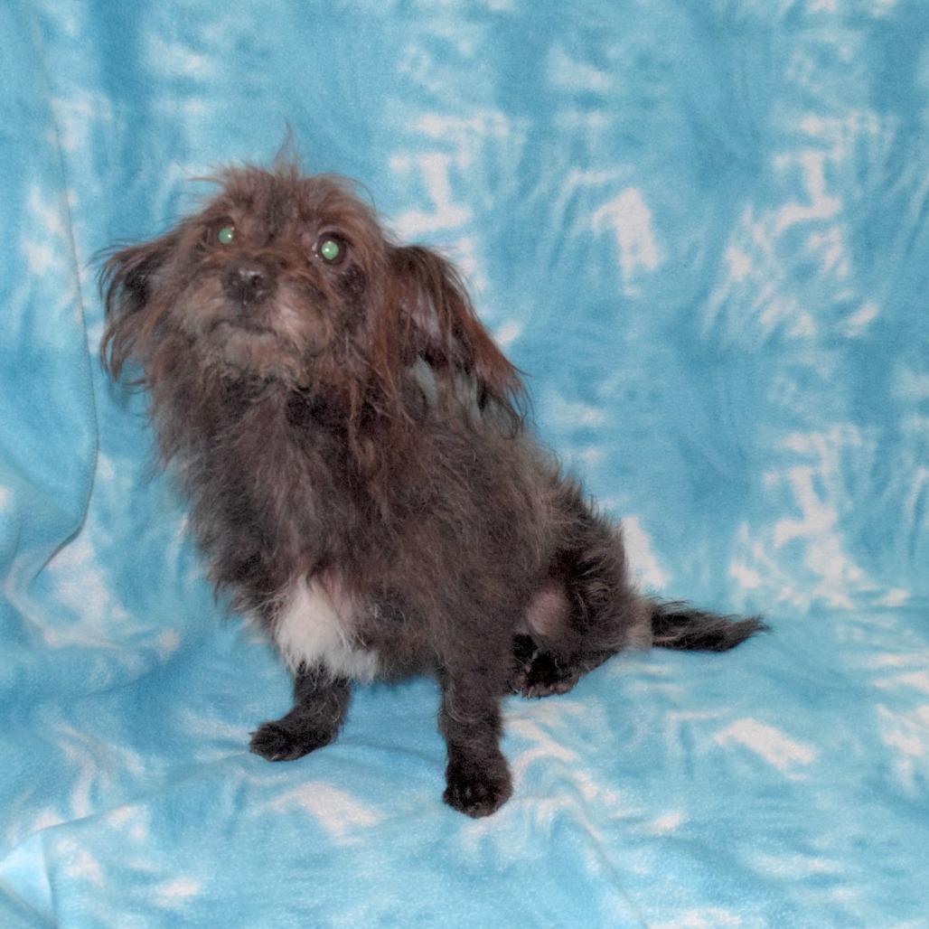 Enlarge Little Bit Mini, a Adoptable mixed breed in Eureka, CA image 2/3