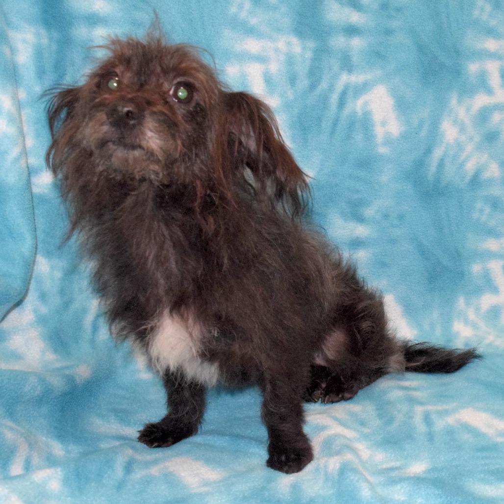 Enlarge Little Bit Mini, a Adoptable mixed breed in Eureka, CA image 3/3