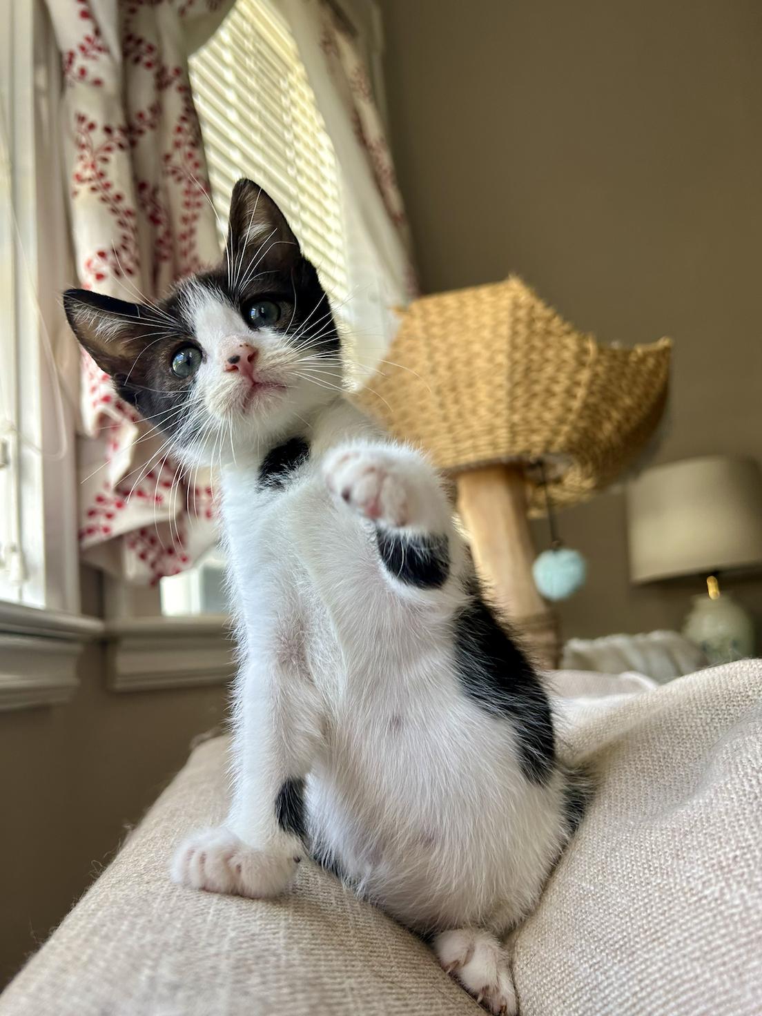 Yahtzee, Adoptable, Young Female Domestic Short Hair.