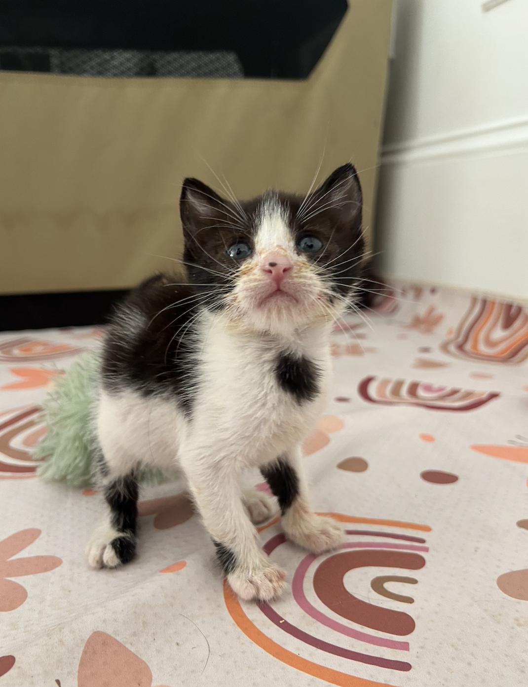 Enlarge Yahtzee, a Adoptable Domestic Short Hair in Davis, CA image 2/3