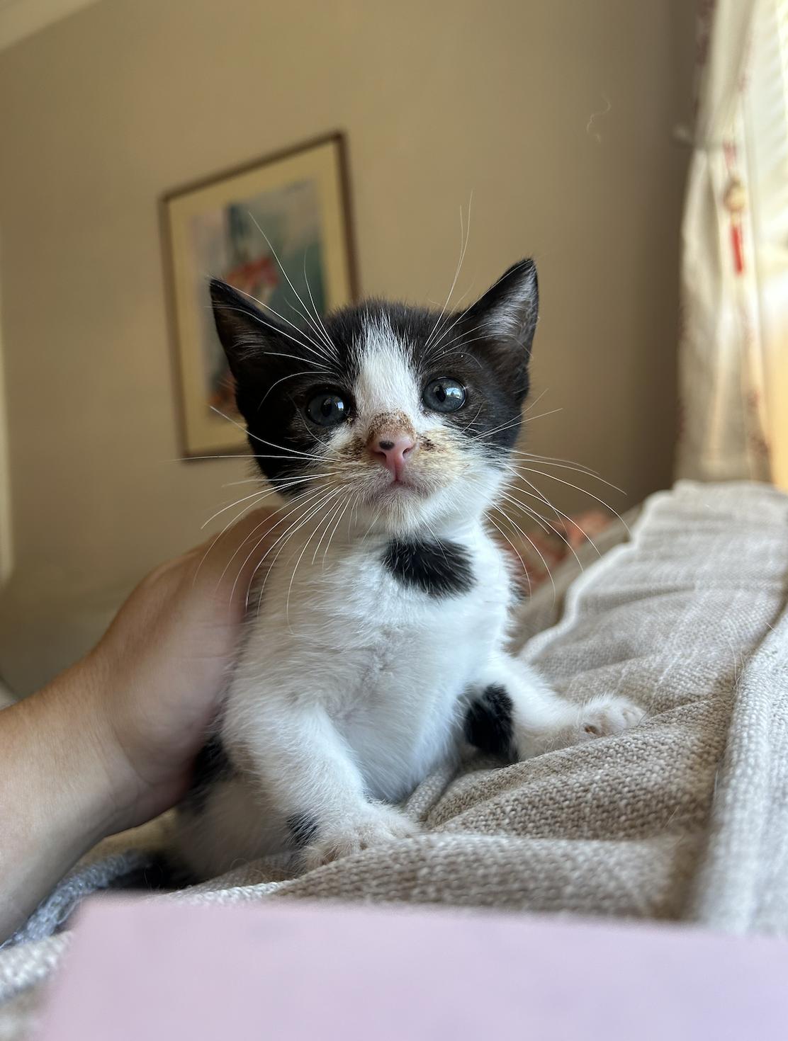 Enlarge Yahtzee, a Adoptable Domestic Short Hair in Davis, CA image 3/3