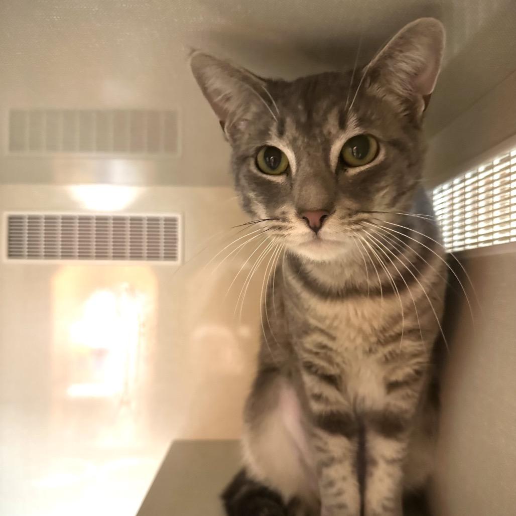 Vigilante, a Adoptable Domestic Short Hair in Spokane, WA image 1/5