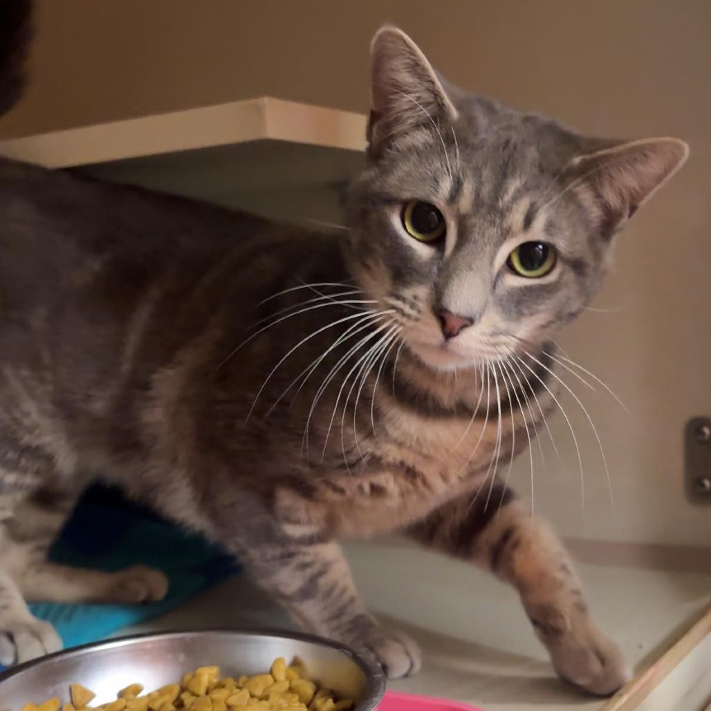 Vigilante, a Adoptable Domestic Short Hair in Spokane, WA image 2/5
