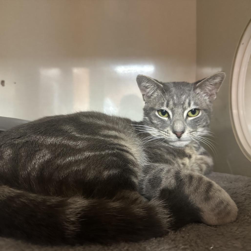 Vigilante, a Adoptable Domestic Short Hair in Spokane, WA image 3/5