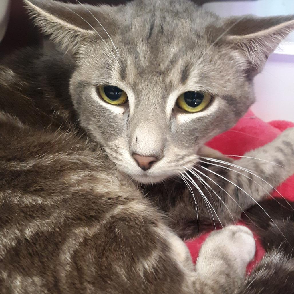 Vigilante, a Adoptable Domestic Short Hair in Spokane, WA image 4/5