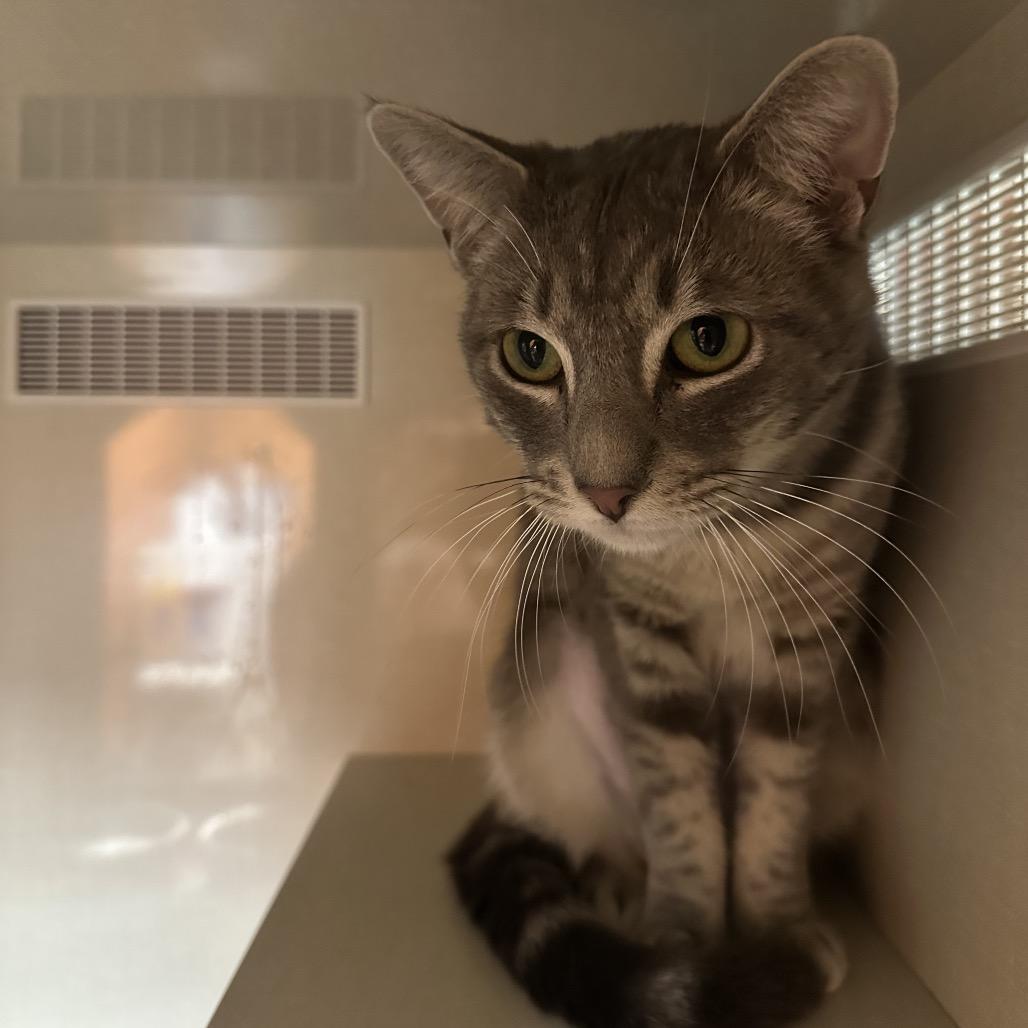 Vigilante, a Adoptable Domestic Short Hair in Spokane, WA image 5/5