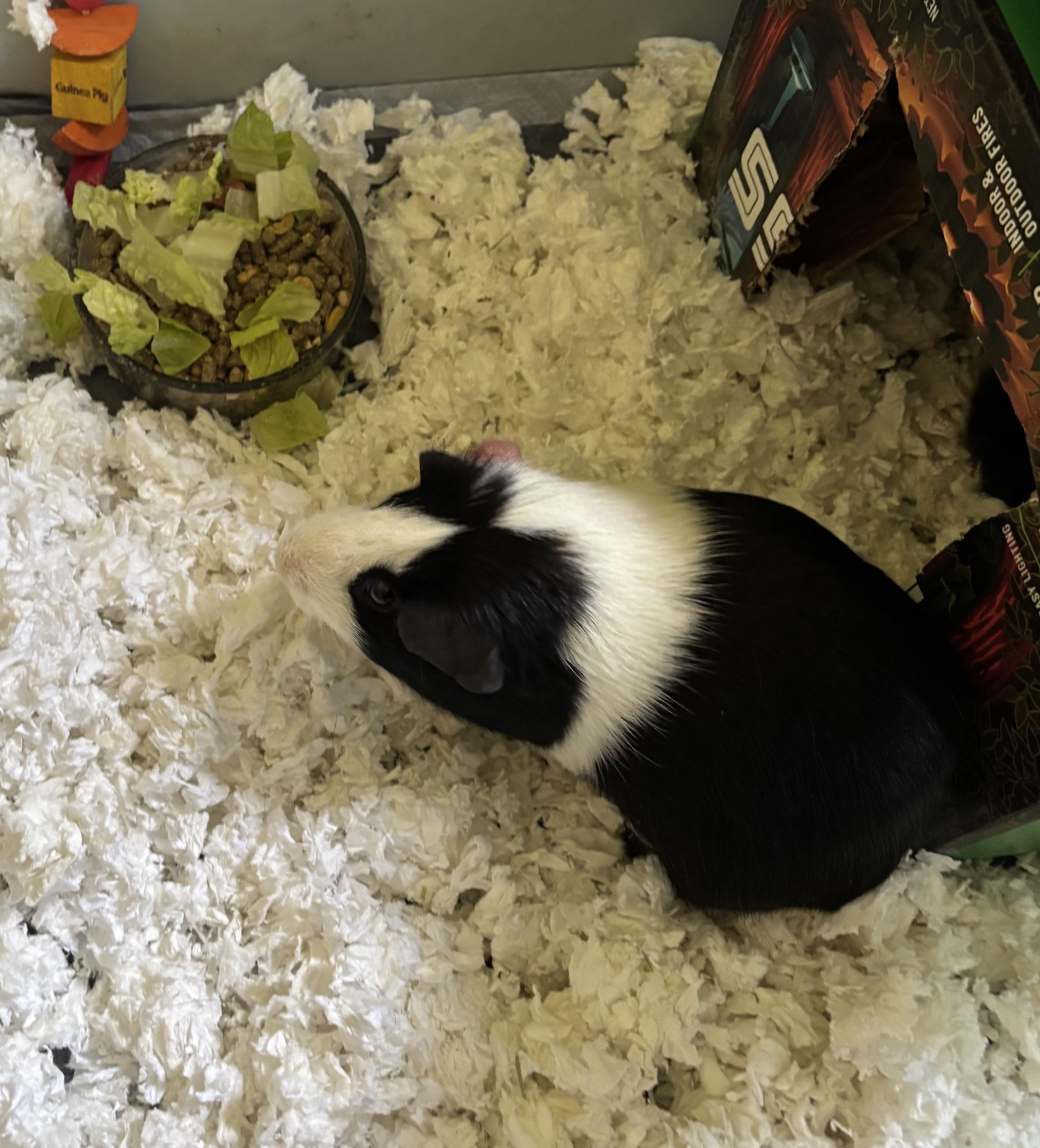 Jackson & Jefferson, a ADOPTABLE Short-Haired in Andover, CT image 5/6