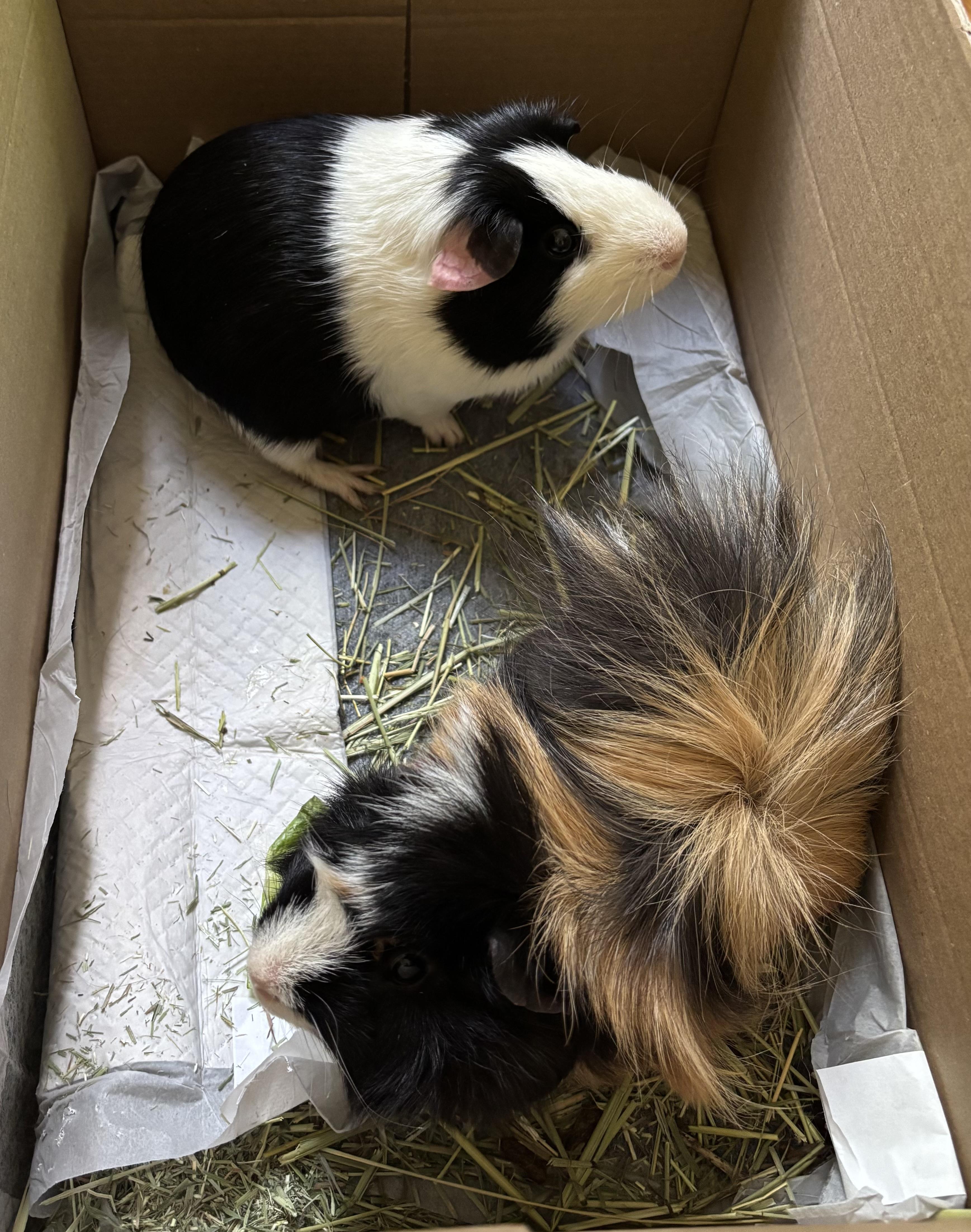 Jackson & Jefferson, a ADOPTABLE Short-Haired in Andover, CT image 6/6