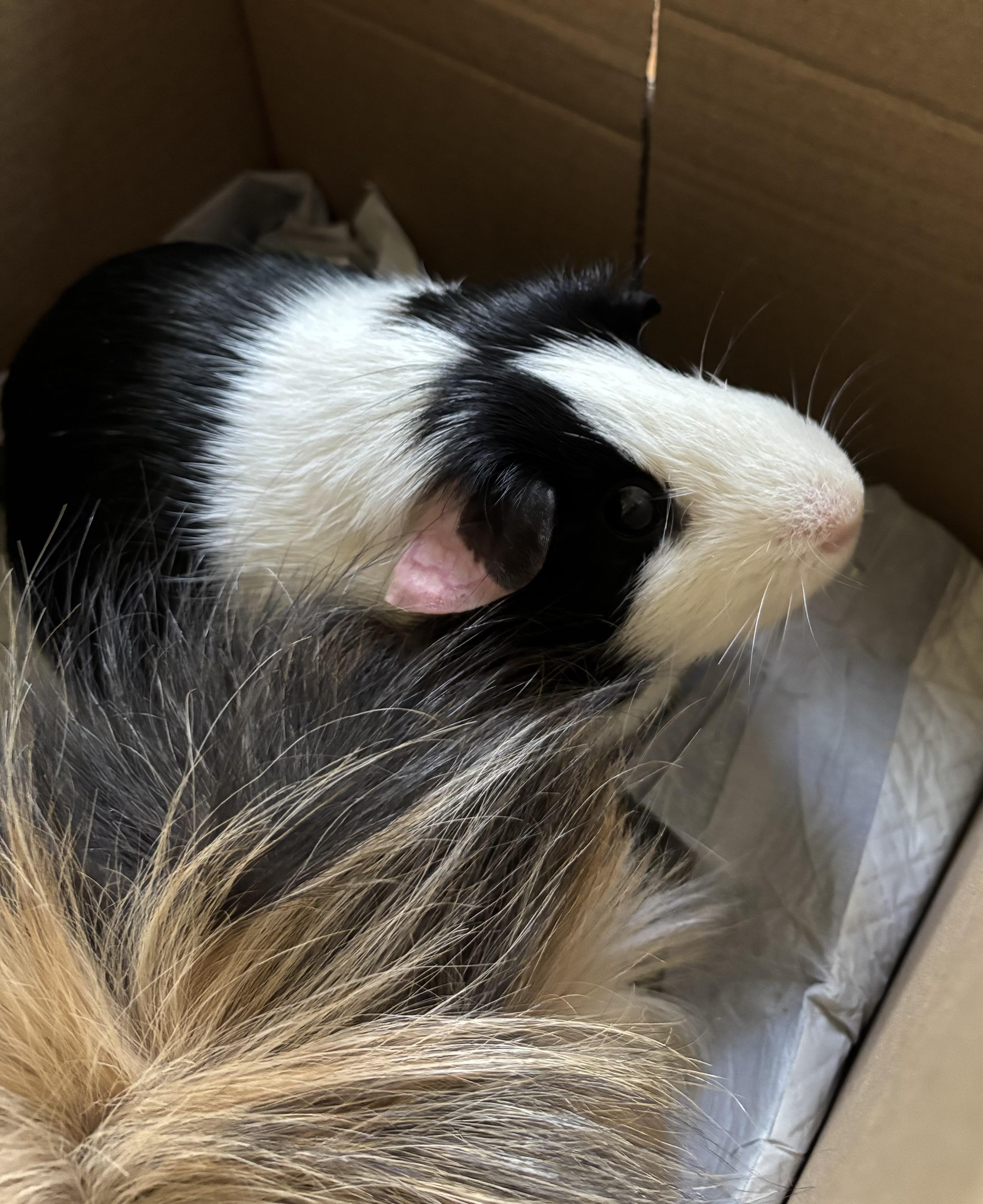 Jackson & Jefferson, a ADOPTABLE Short-Haired in Andover, CT image 4/6