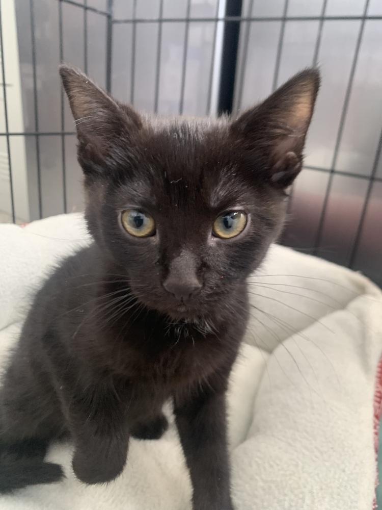 Jett, Adoptable, Kitten Male Domestic Short Hair & Domestic Short Hair.