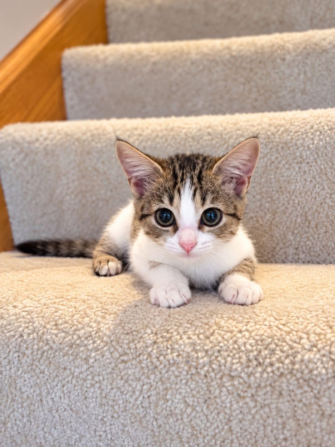 Enlarge Clover Rose, a Adoptable mixed breed in Mankato, MN image 1/3