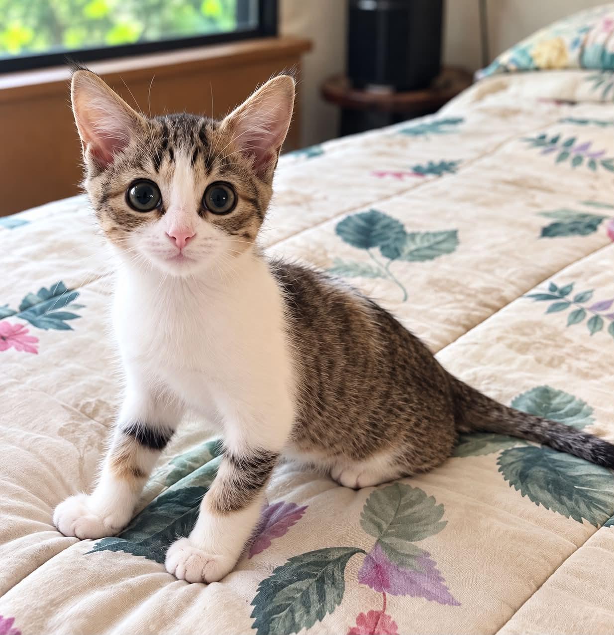 Enlarge Clover Rose, a Adoptable mixed breed in Mankato, MN image 2/3