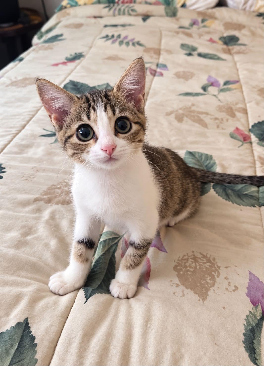 Enlarge Clover Rose, a Adoptable mixed breed in Mankato, MN image 3/3