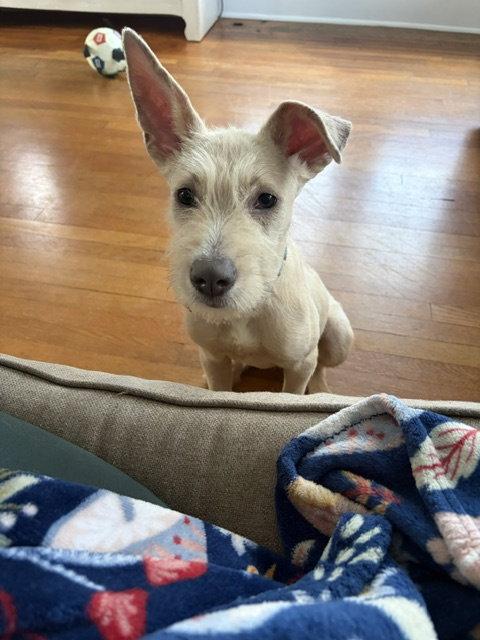 Enlarge "Swiss" cheese - ADOPTION PENDING, a Adoptable Terrier in Oakhurst, NJ image 1/3